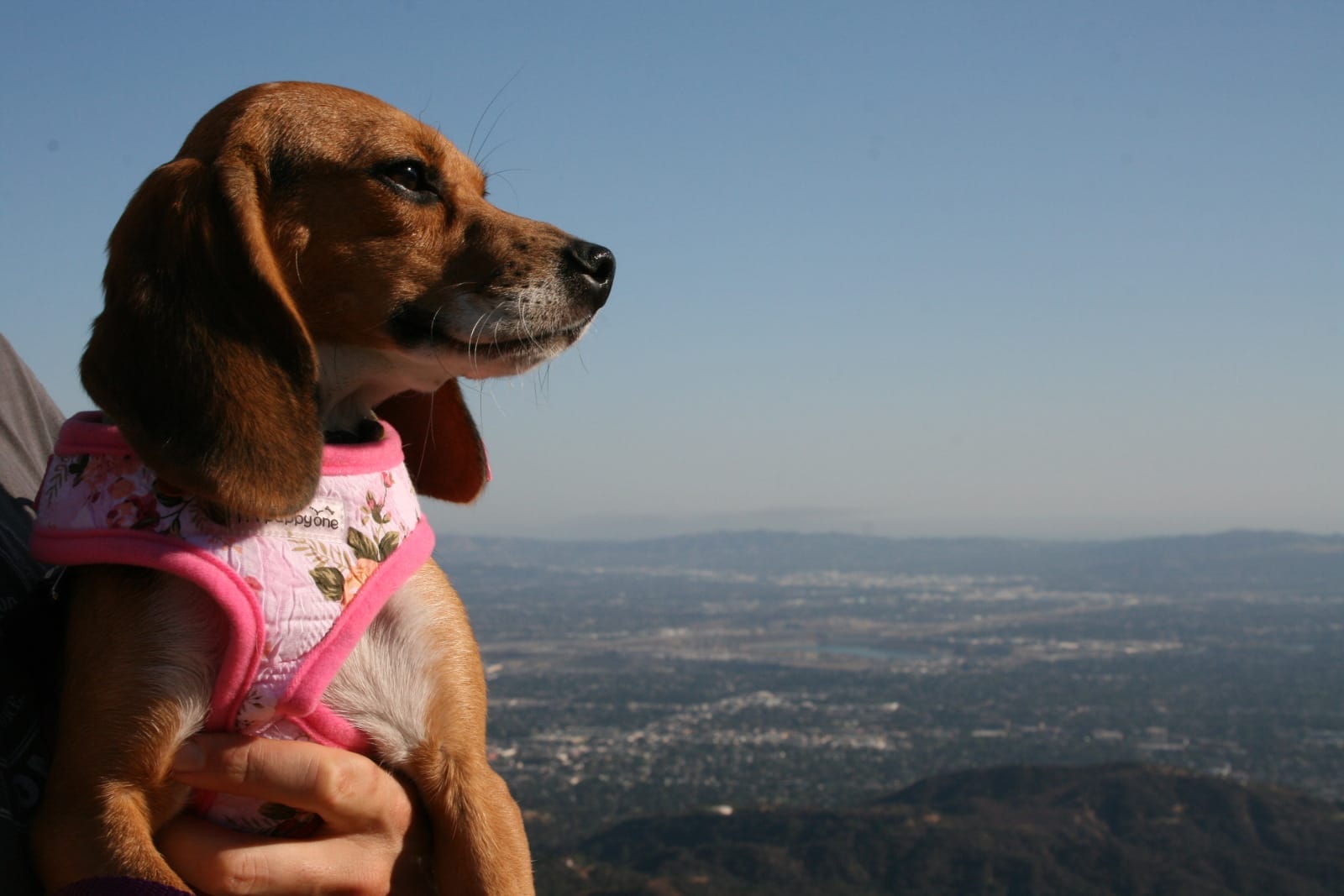 The Beagle Freedom Project Ready To Fight Until Every Lab Animal Is Free One Green Planet