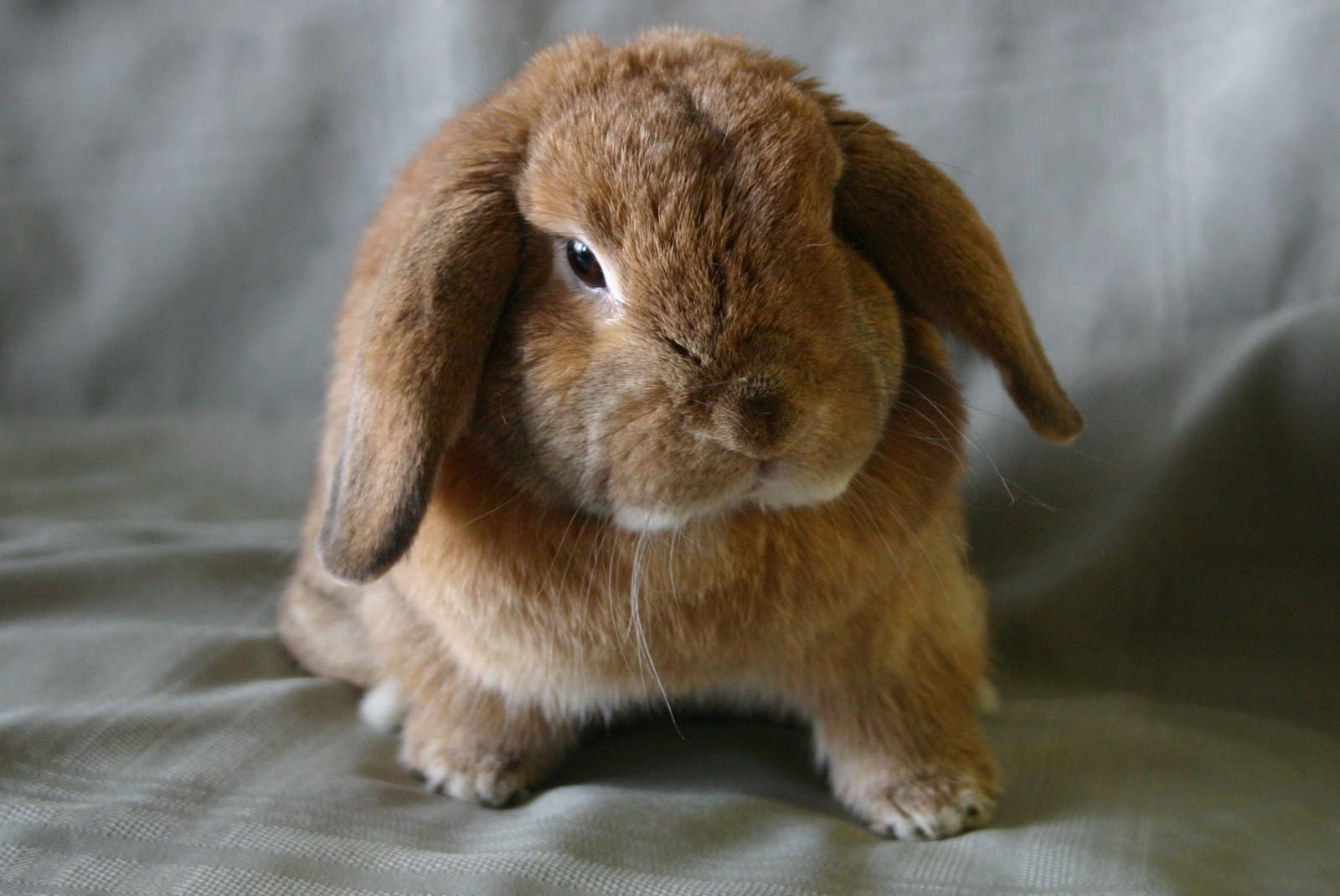 rescued pet rabbit