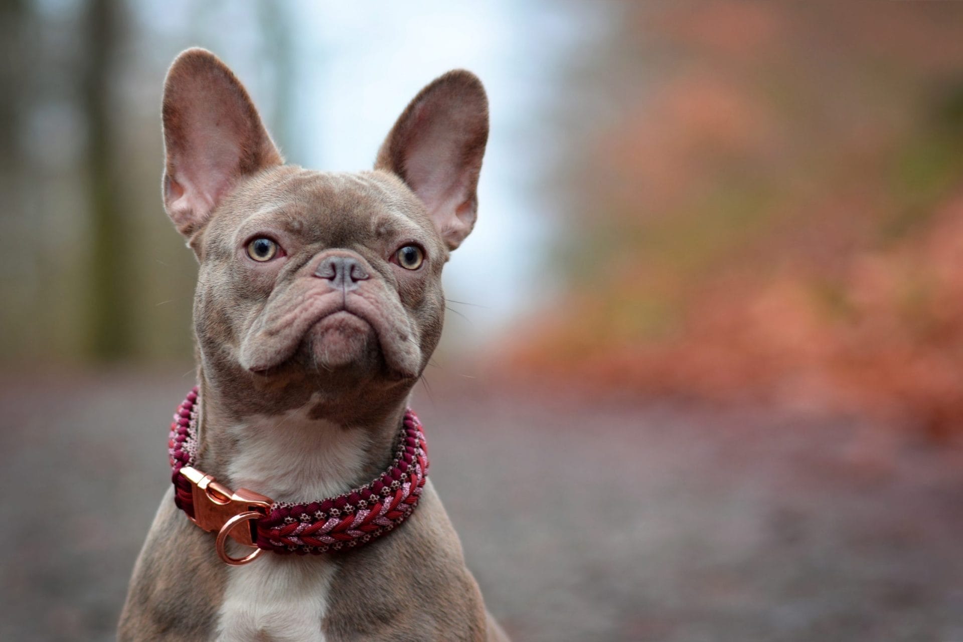 French Bulldog Stolen At Gunpoint Has Been Rescued One Green Planet