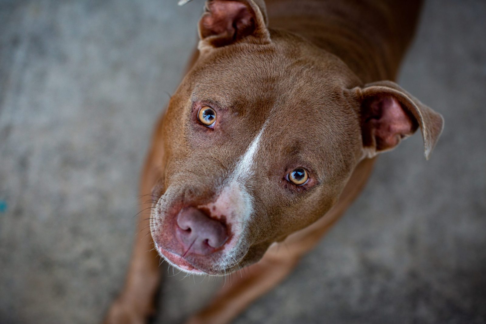 sweet pitbull