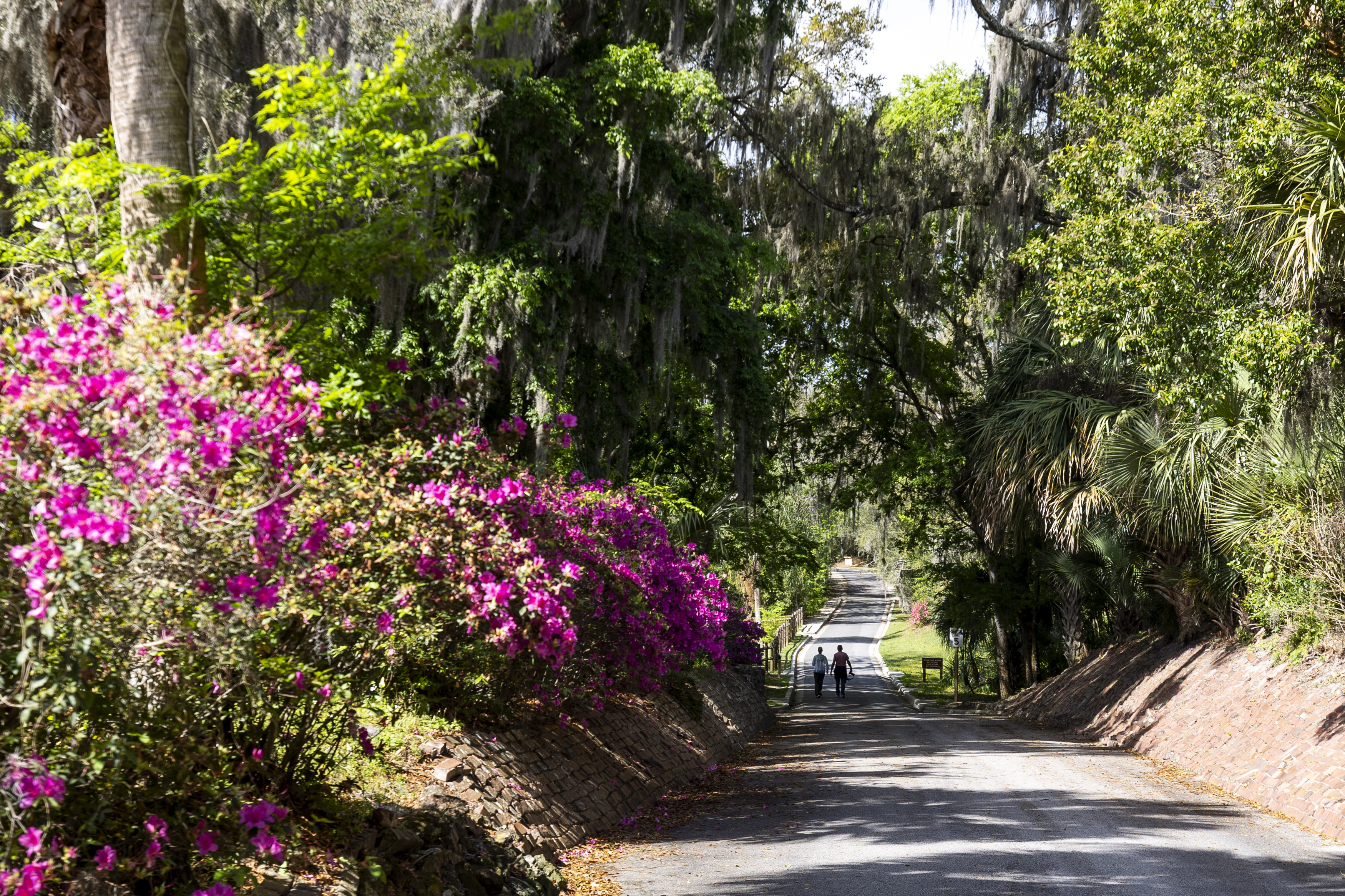 Azaleas are in bloom at Ravine Gardens State Park in Palatka on March 10, 2024. (Patrick Connolly/Orlando Sentinel)