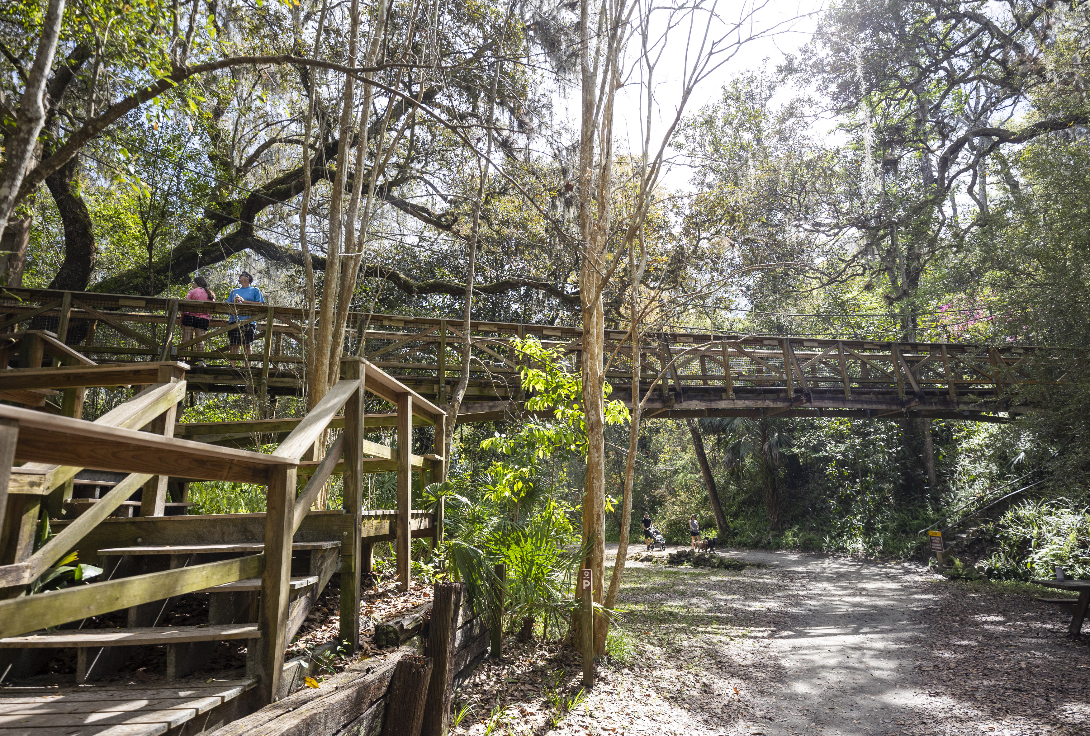 Suspension bridges are one of the main draws for hikers at Ravine Gardens State Park in Palatka on March 10, 2024. (Patrick Connolly/Orlando Sentinel)