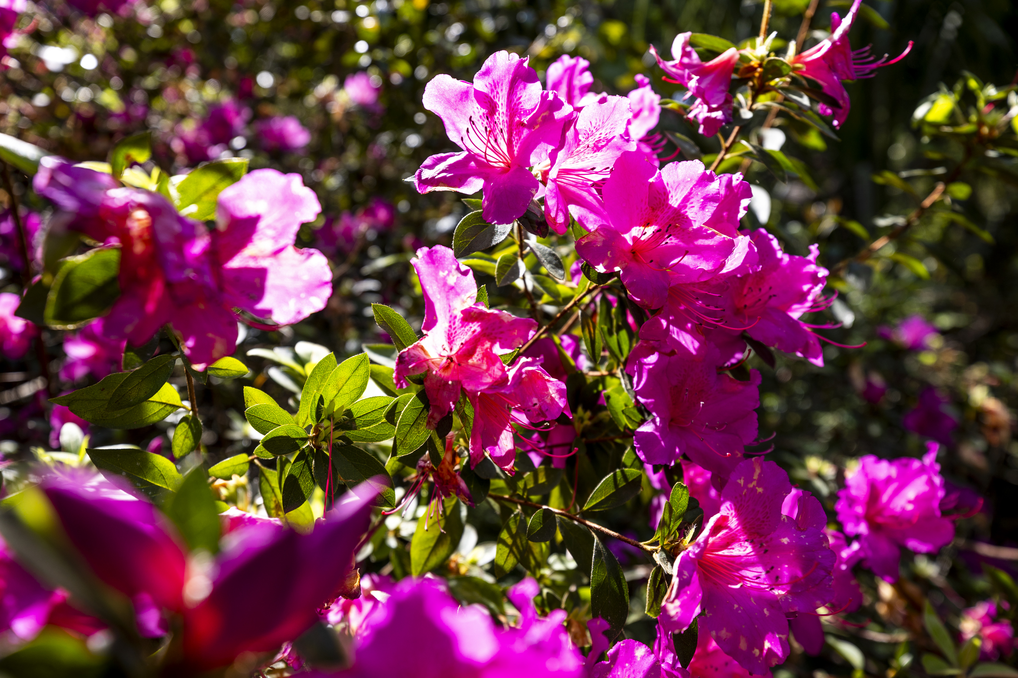 Pink azaleas were in full bloom at Ravine Gardens State Park in Palatka on March 10, 2024. (Patrick Connolly/Orlando Sentinel)