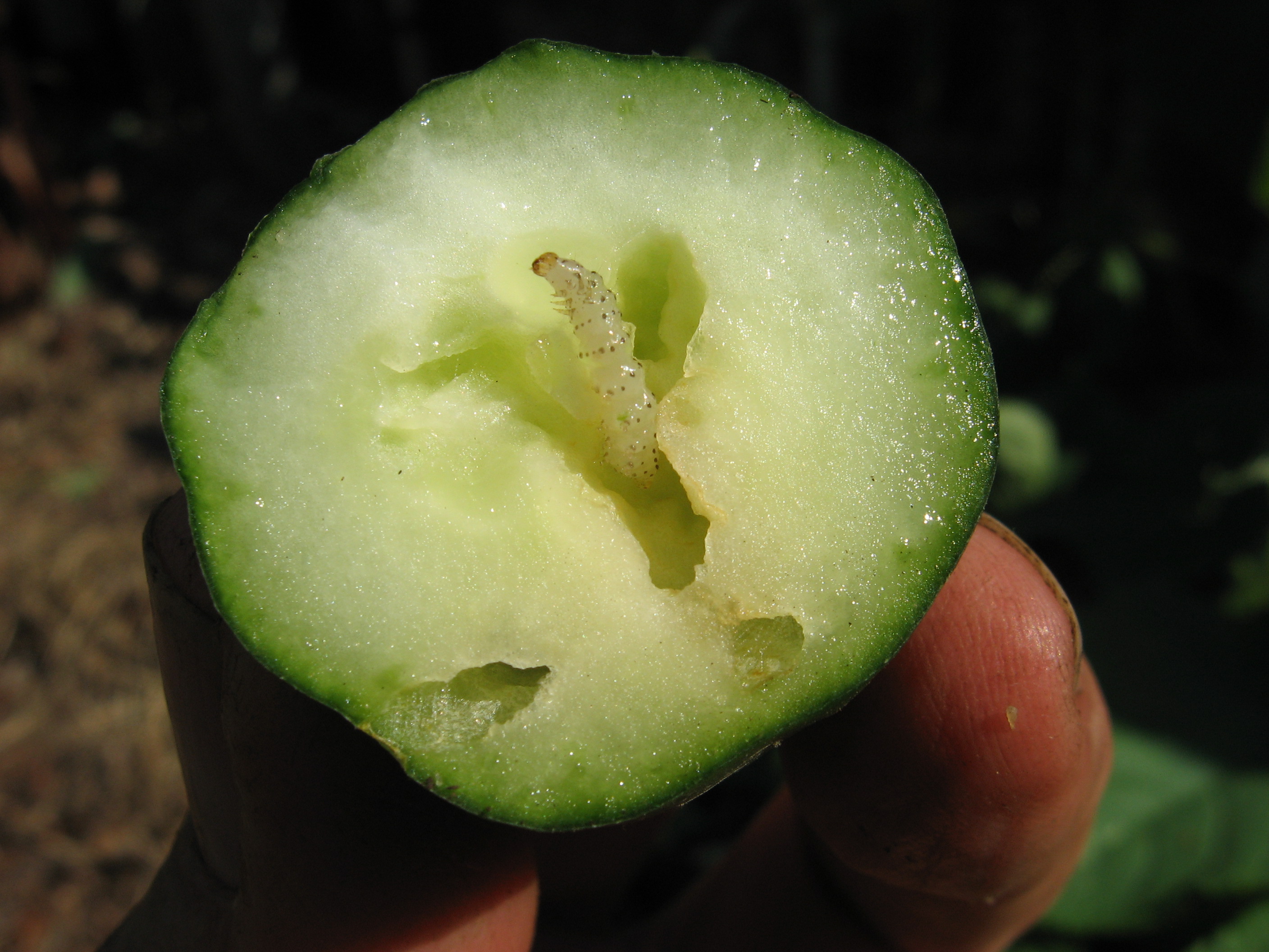 A pickleworm feasts on a cucumber. Some gardeners tolerate the damage and simply cut out the bad parts. (Courtesy Tom MacCubbin)