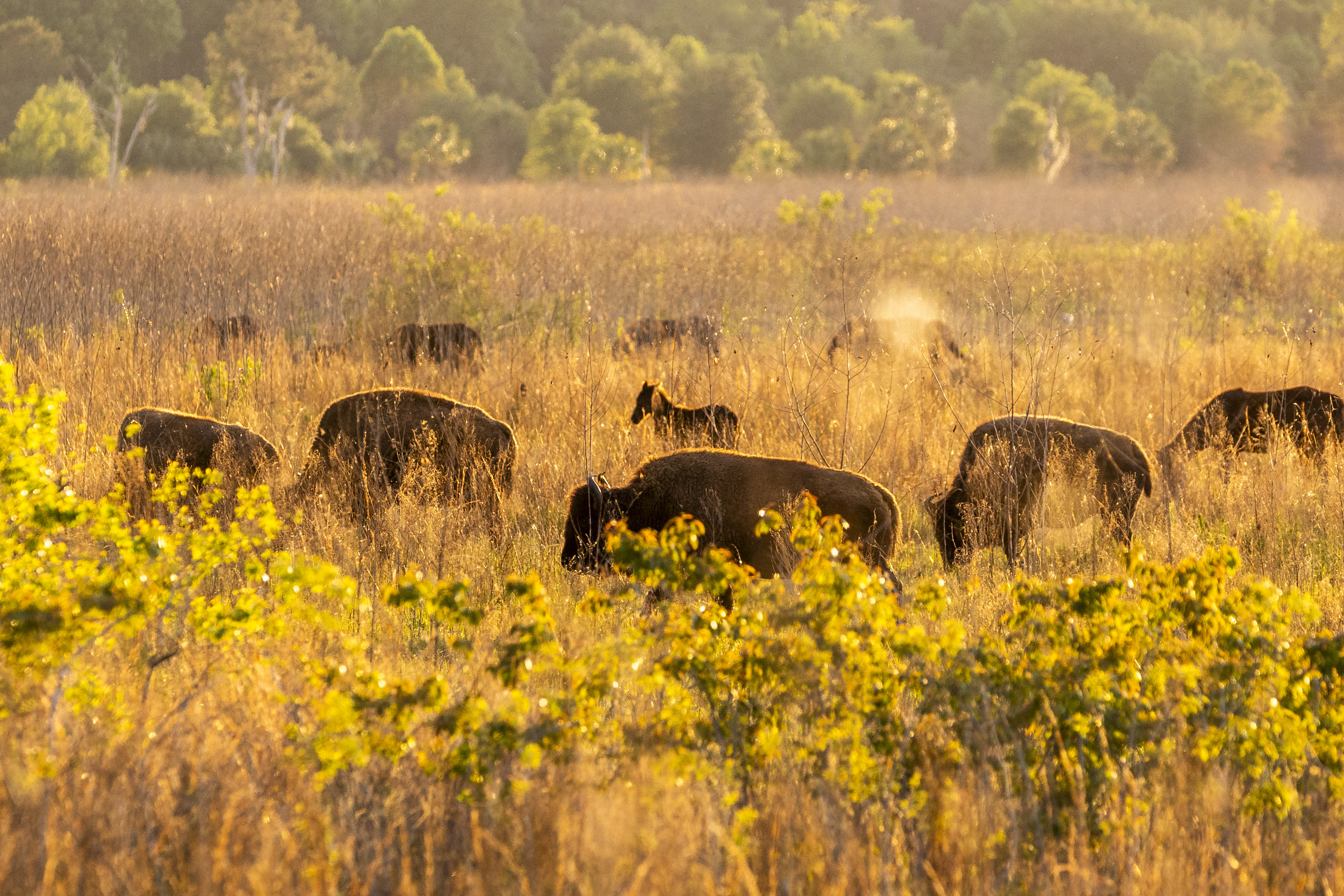 Bison and wild horses graze at Paynes Prairie Preserve State Park near Gainesville on April 14, 2024. The herd was introduced to the park in the 1970s to restore the species in part of their historical range, which once extended into Florida. (Patrick Connolly/Orlando Sentinel)