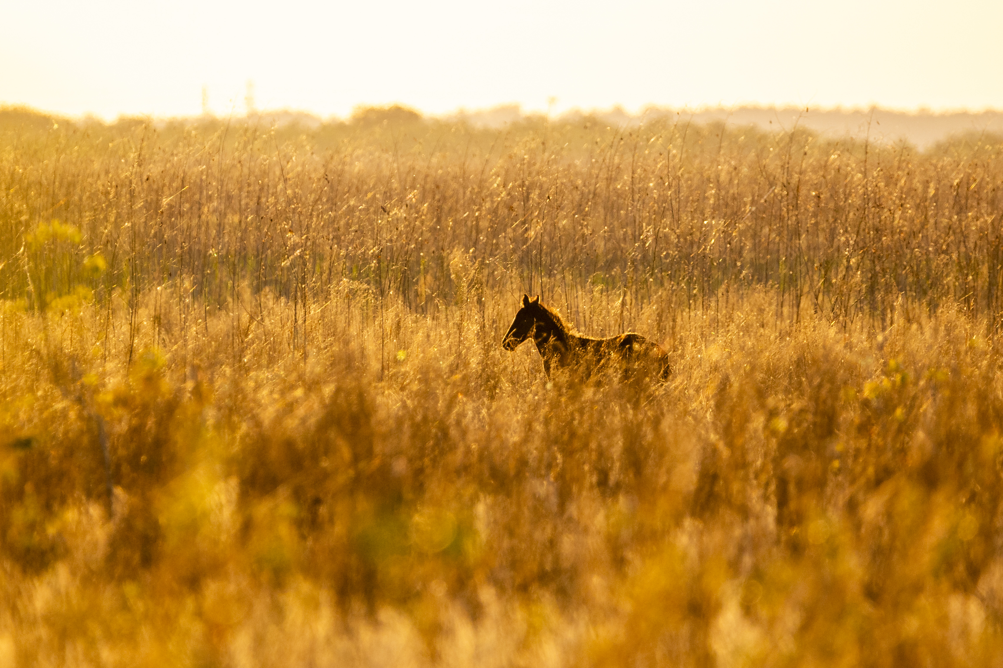 A wild horse grazes at Paynes Prairie Preserve State Park near Gainesville on April 14, 2024. (Patrick Connolly/Orlando Sentinel)