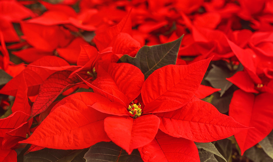 Stella Di Natale Tutti I Consigli Per Curarla Paoletti S Farm