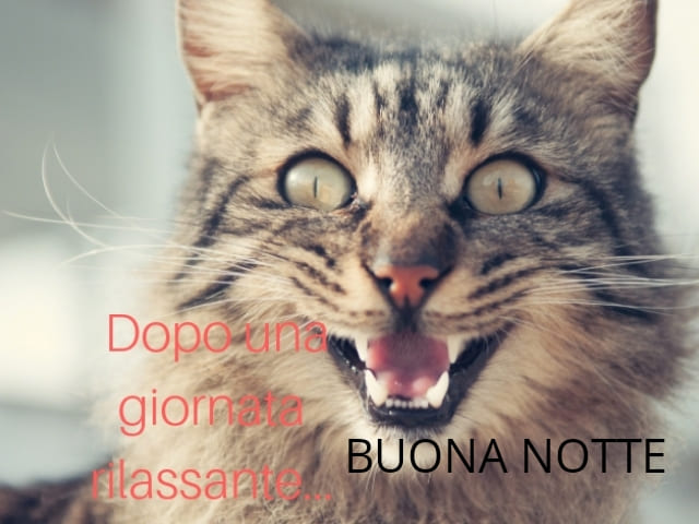 Immagini Buonanotte Simpatiche Con Animali