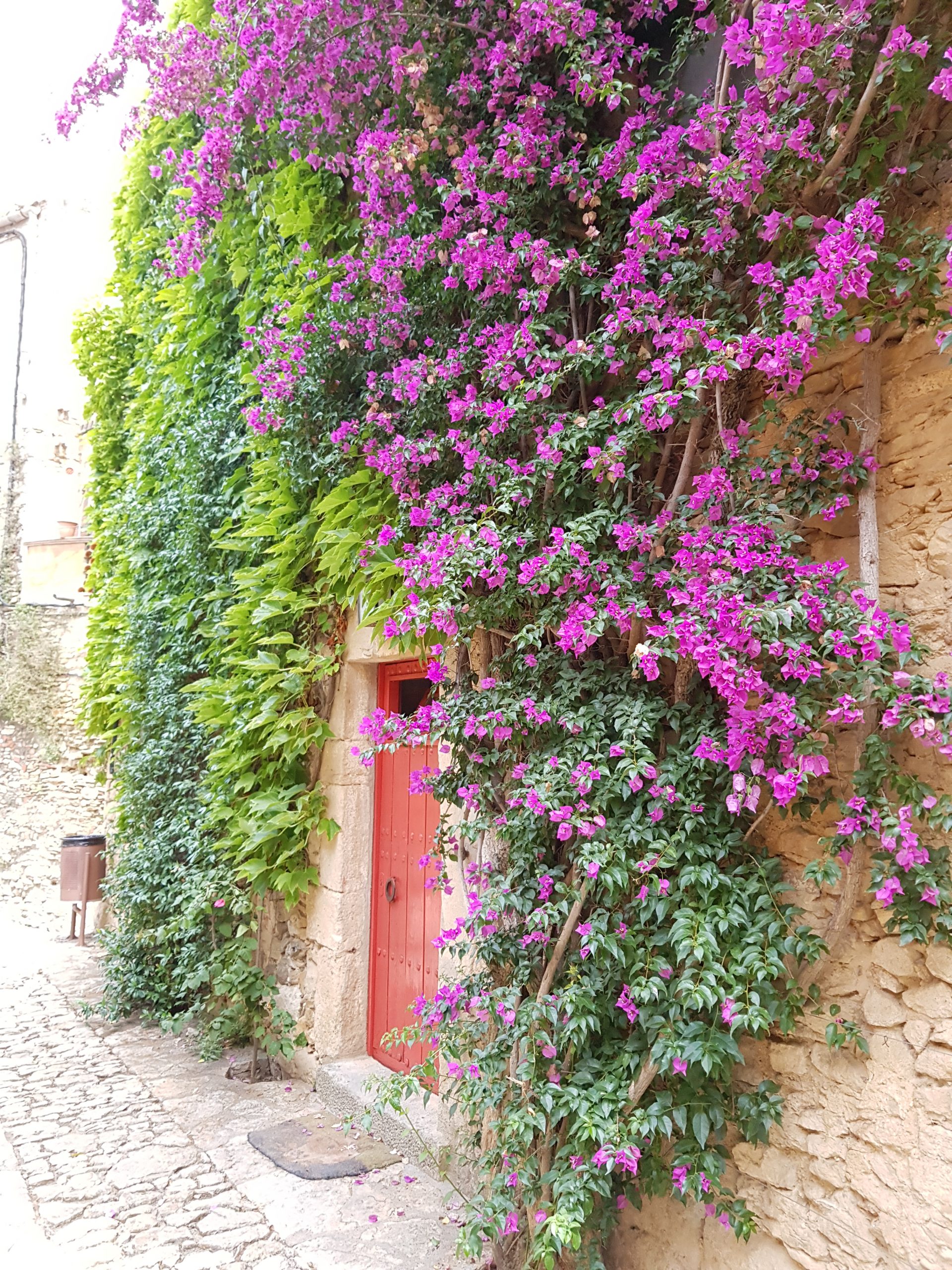 Plantes Grimpantes Pepiniere Passiflore