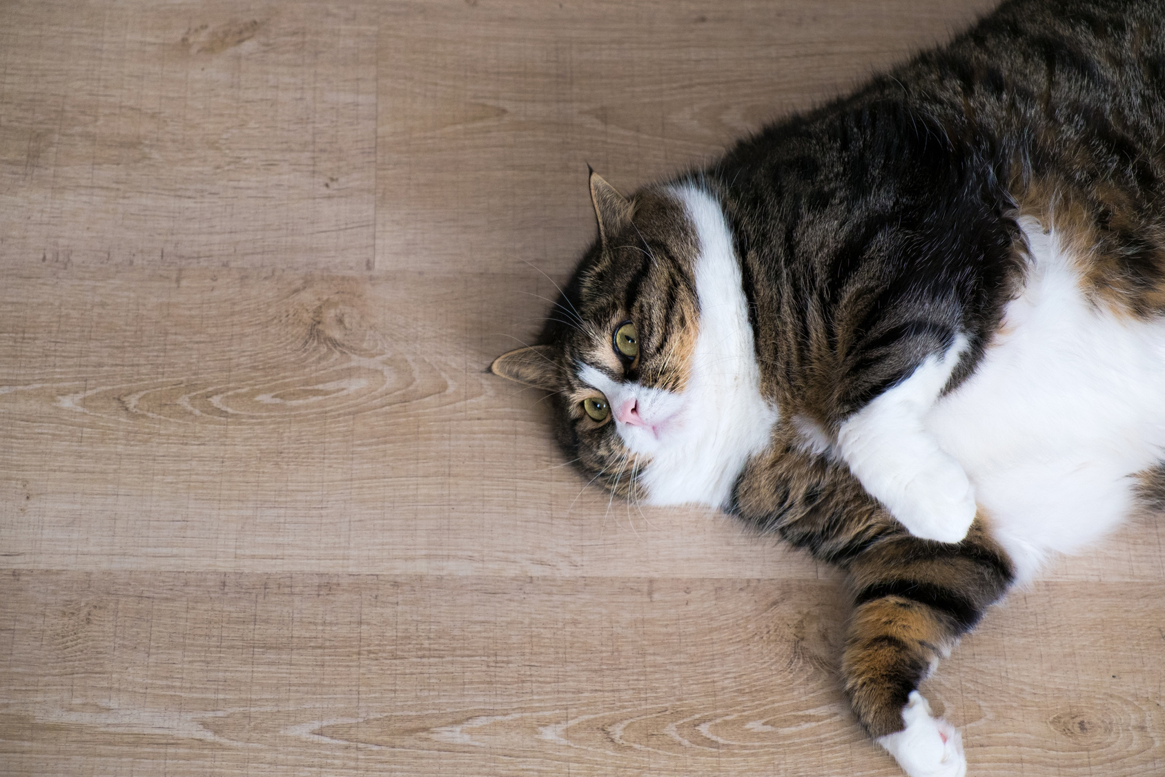 Feline Diabetes Sugar Diabetes Perth Cat Hospital