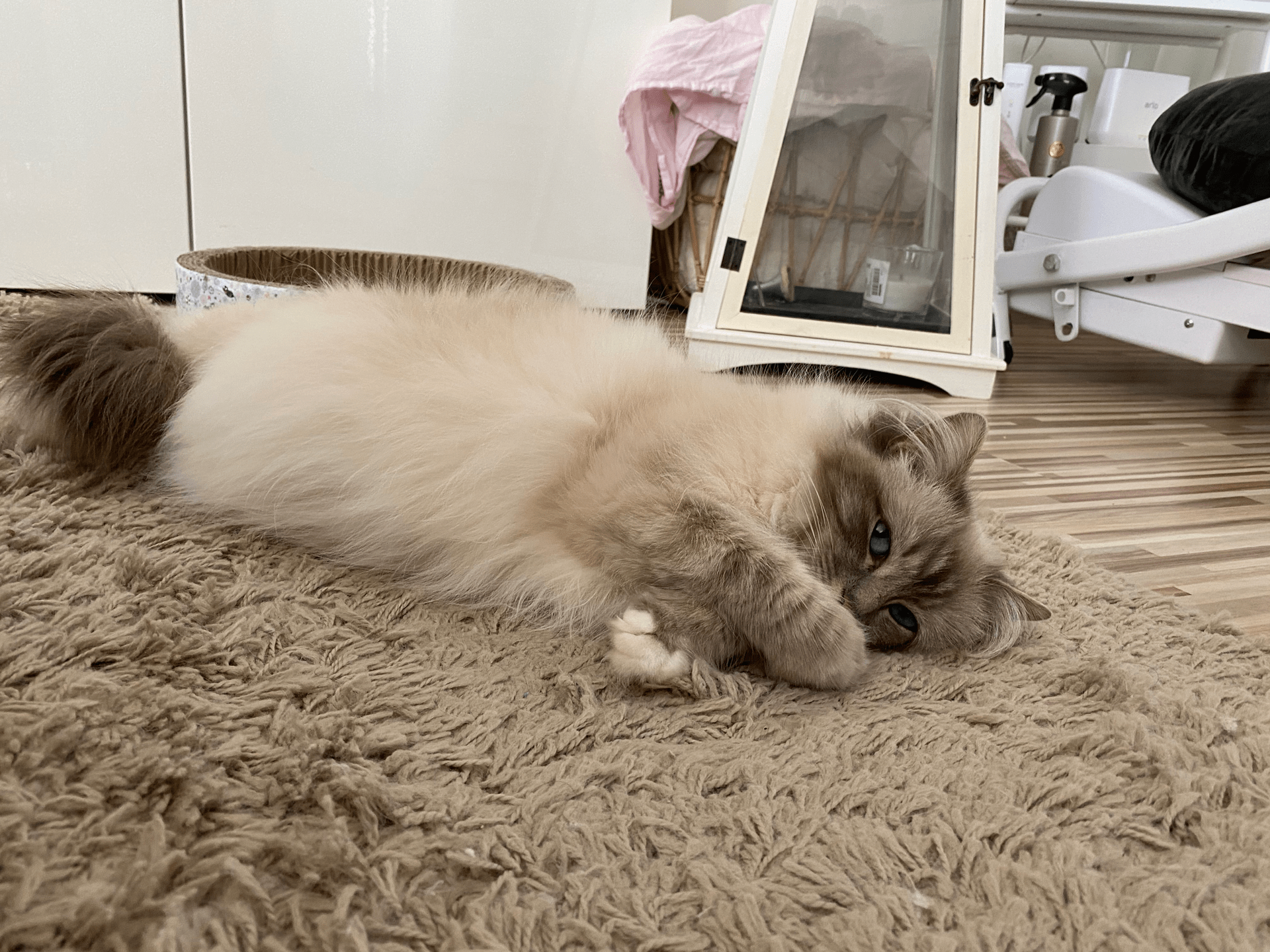 Kattungedagbok 2021 Se Pinkalicious