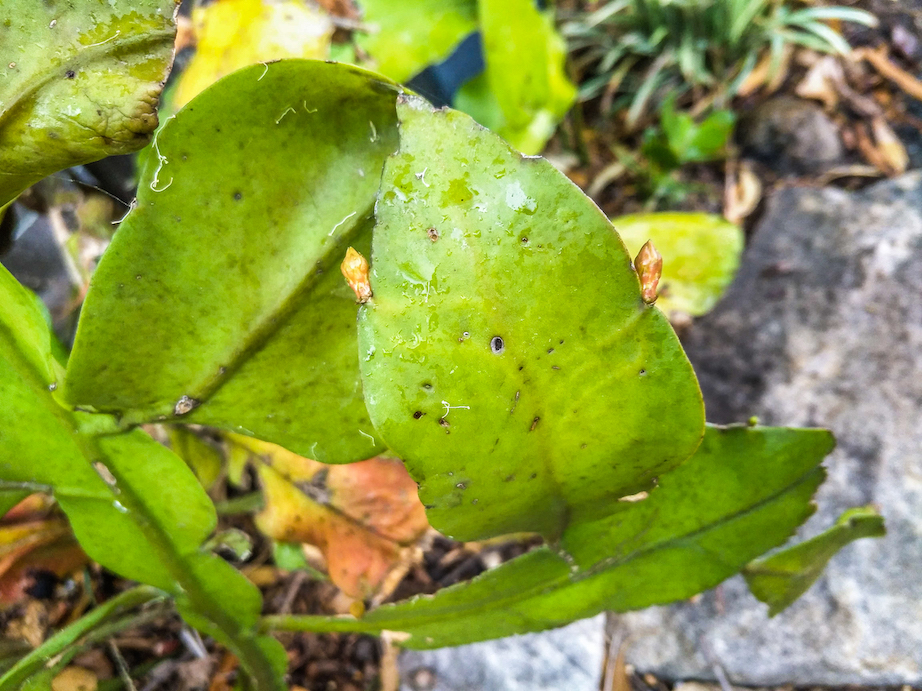 How To Propagate Queen Of The Night Epiphyllum Oxypetalum Destiny S Child
