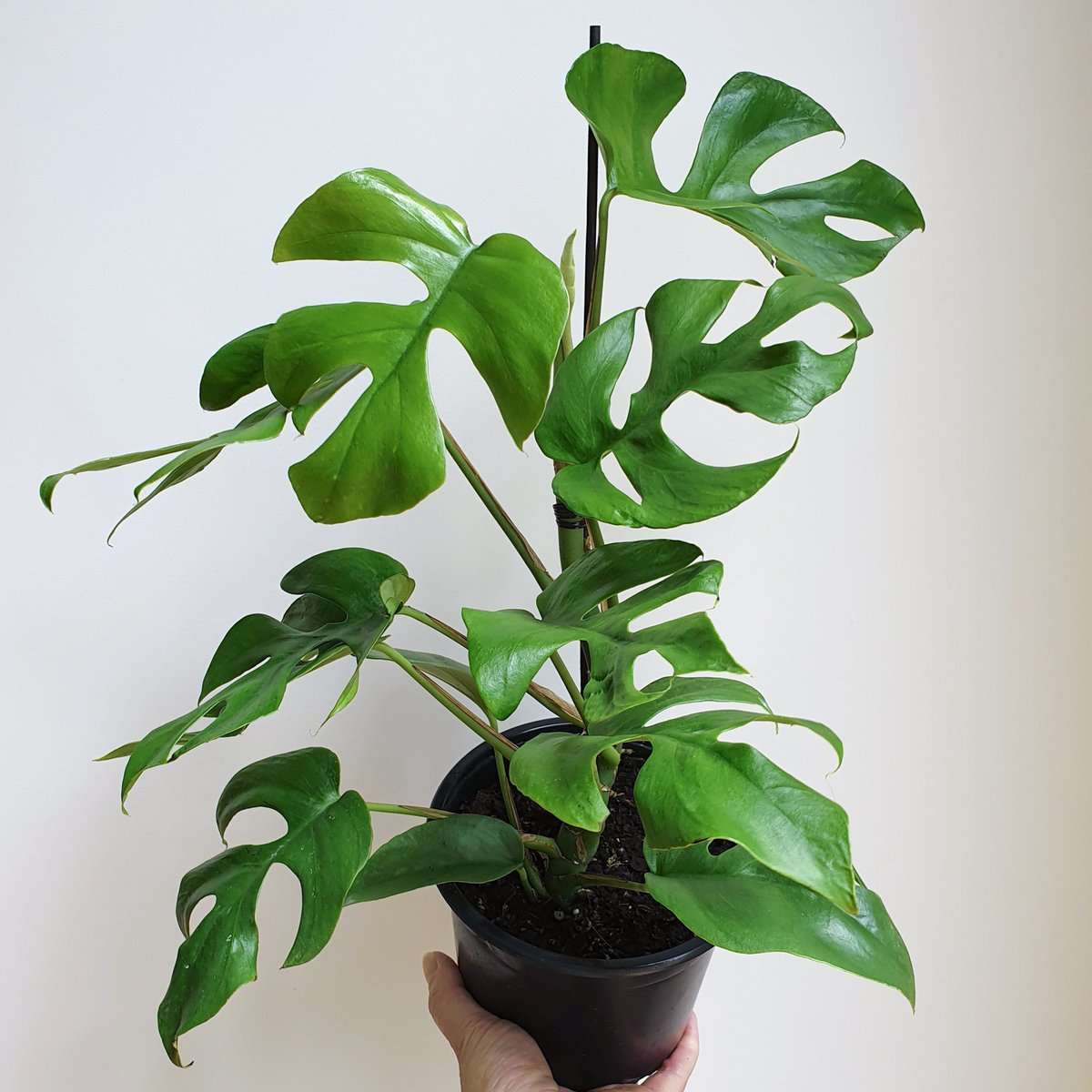 Philodendron Minima Mini Monstera Indoor Plant Plantandpot Nz