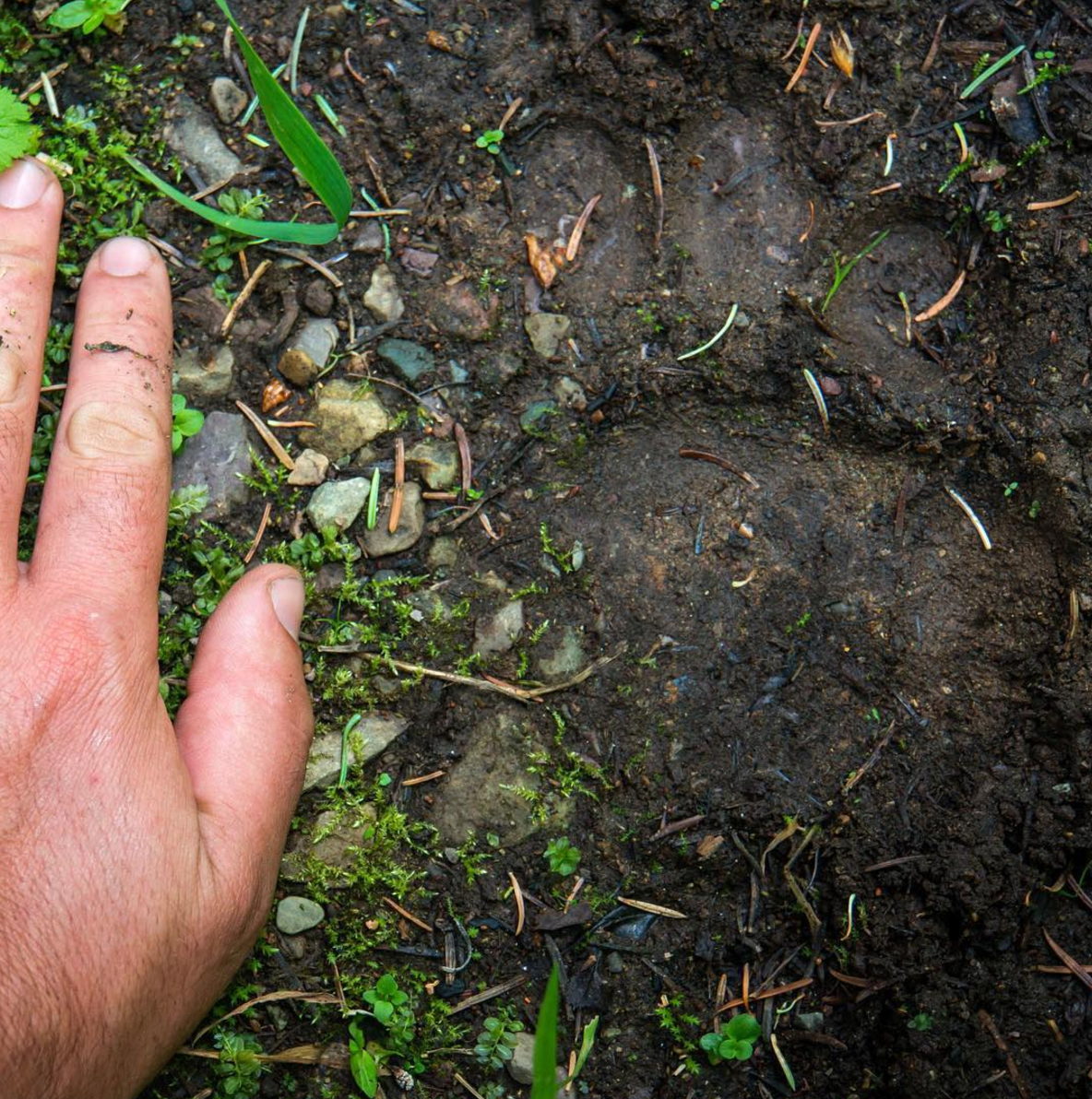 Bear Track