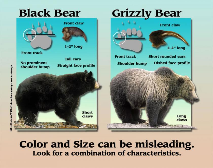 Bear Identification Chart