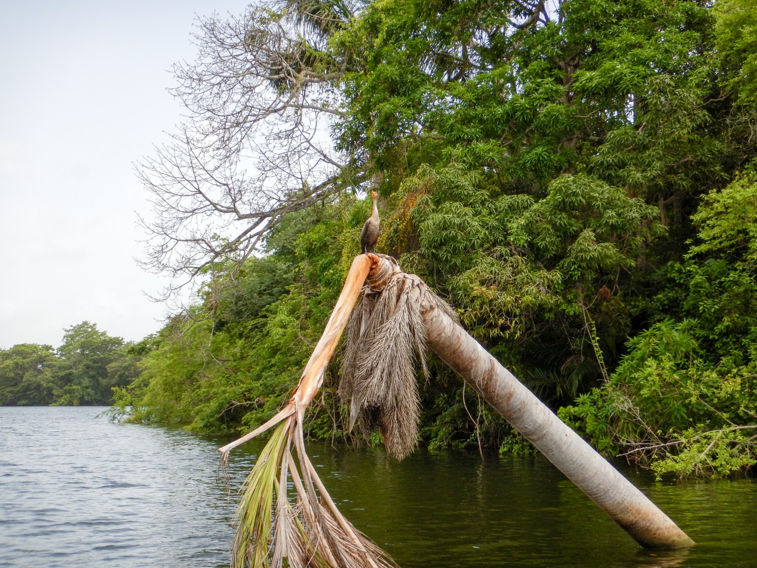 Belize river boat