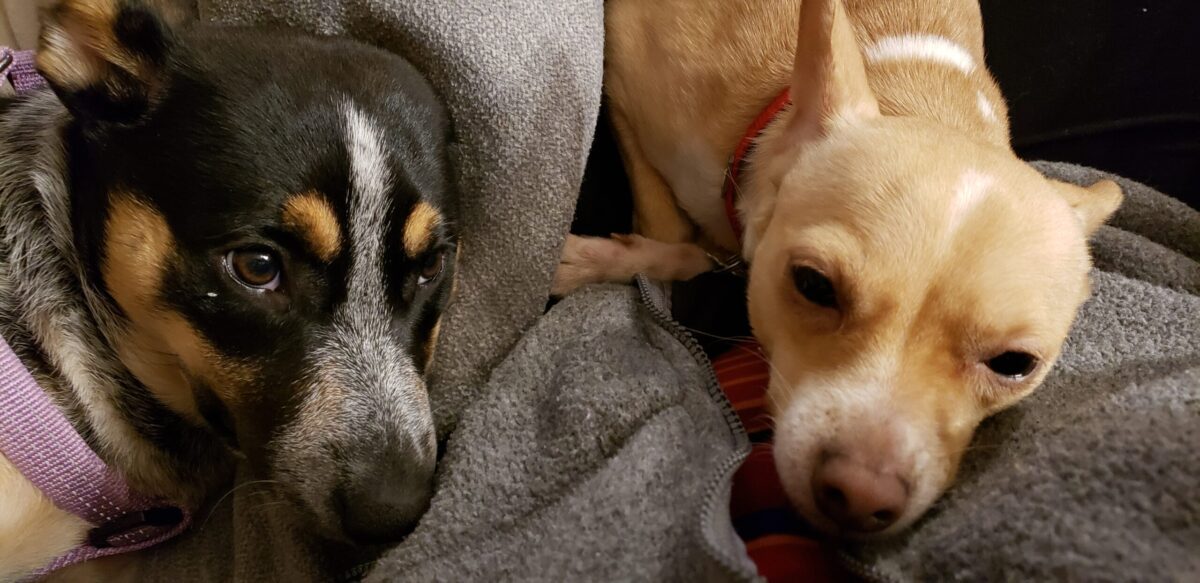 pets Nyx and Cleo
