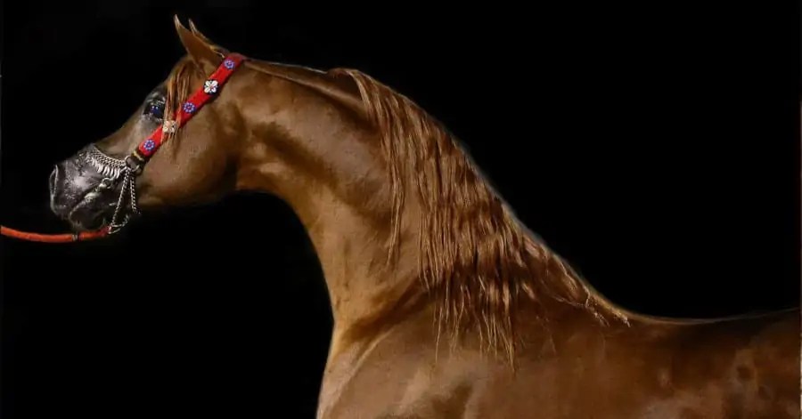 Il Cavallo Arabo Caratteristiche E Carattere Standard Di Razza