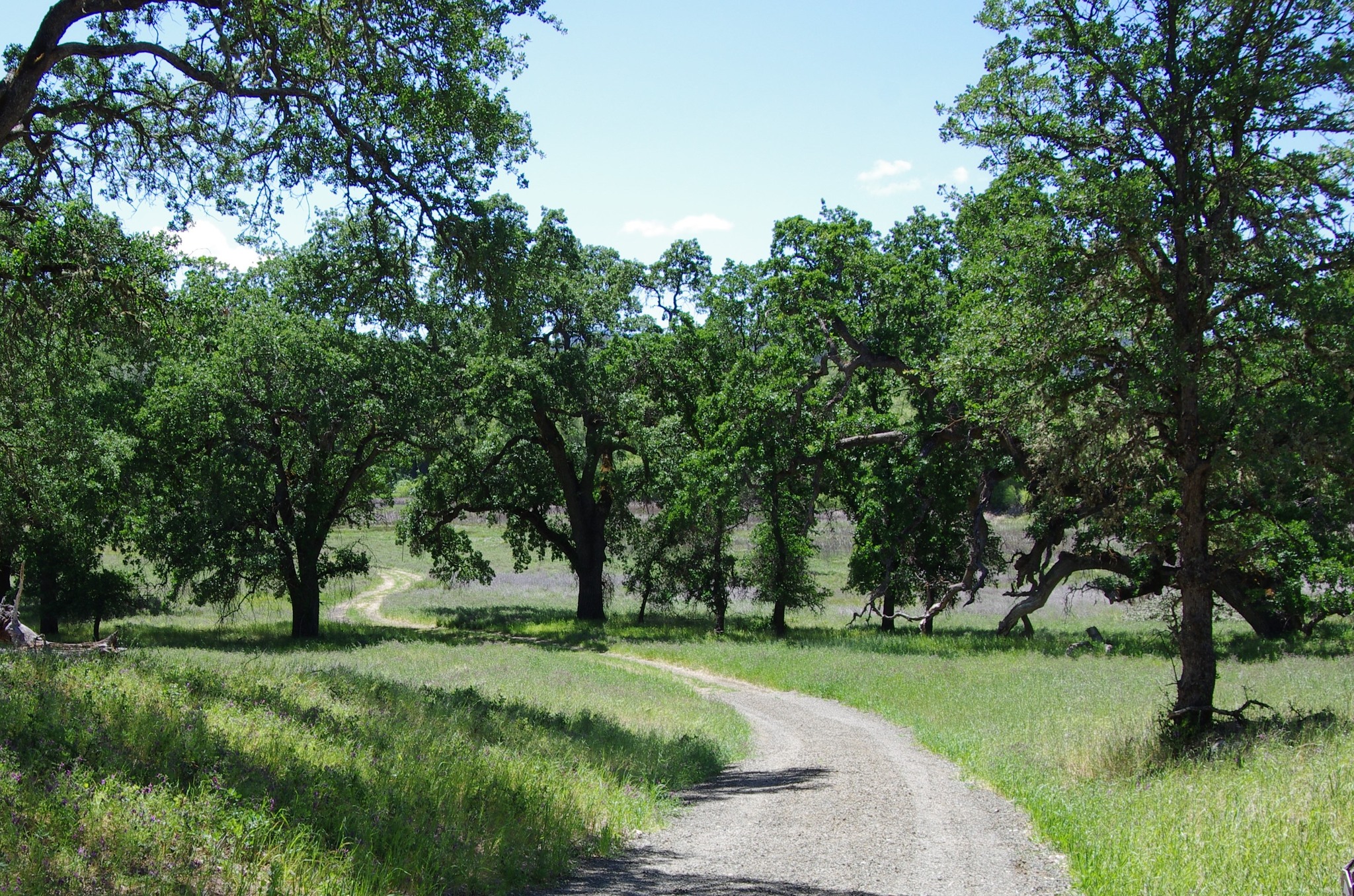 Guided nature walks happen along the Anderson Marsh trails. Anderson Marsh State Historic Park is located on Hwy 53, between Lower Lake and Clearlake. (courtesy photo)