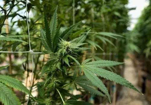 Cannabis ordinance draft updates were discussed this week at the Board of Supervisors' chamber in Lakeport. (File photo: Eureka Times Standard)