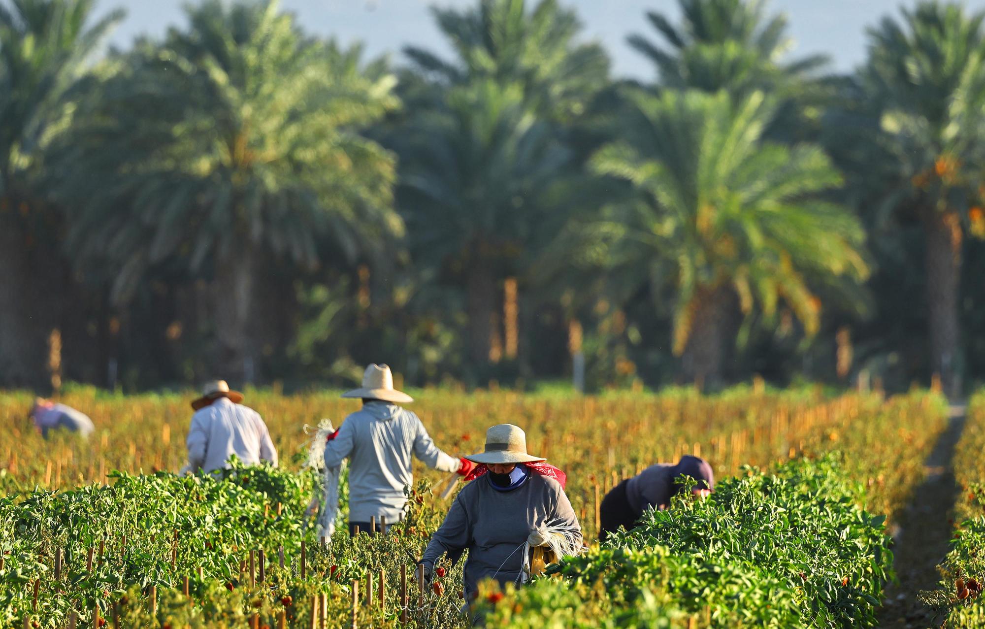 Farmworkers wear protective clothing while working in a field in the morning heat on July 3, 2024 near Coachella, California. A long-duration heat wave is impacting much of California with authorities warning of extreme health and wildfire risks. An excessive heat warning is in effect for all of the Coachella Valley through July 8th with highs forecast of up to 121 degrees. (Mario Tama/Getty Images/TNS)
