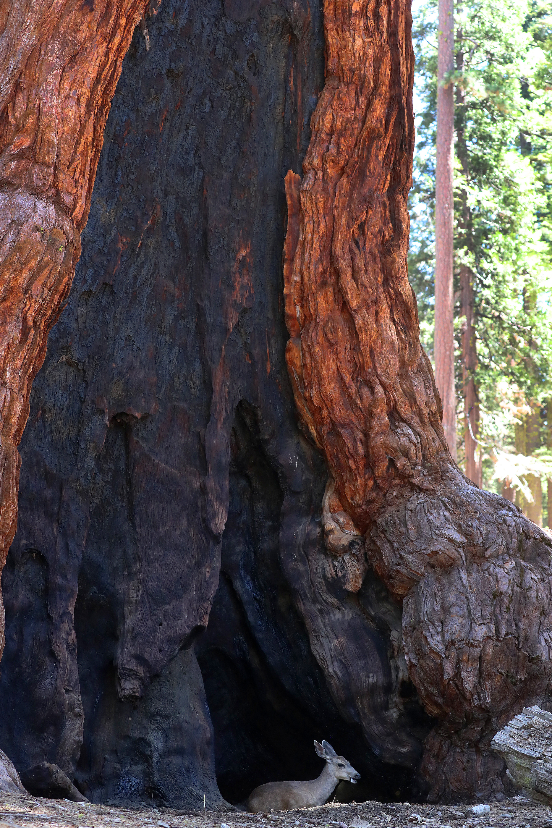 A deer sits under the Grizzly Giant tree in the Mariposa Grove of Giant Sequoias on Tuesday, June 12, 2018, in Yosemite National Park, Calif.