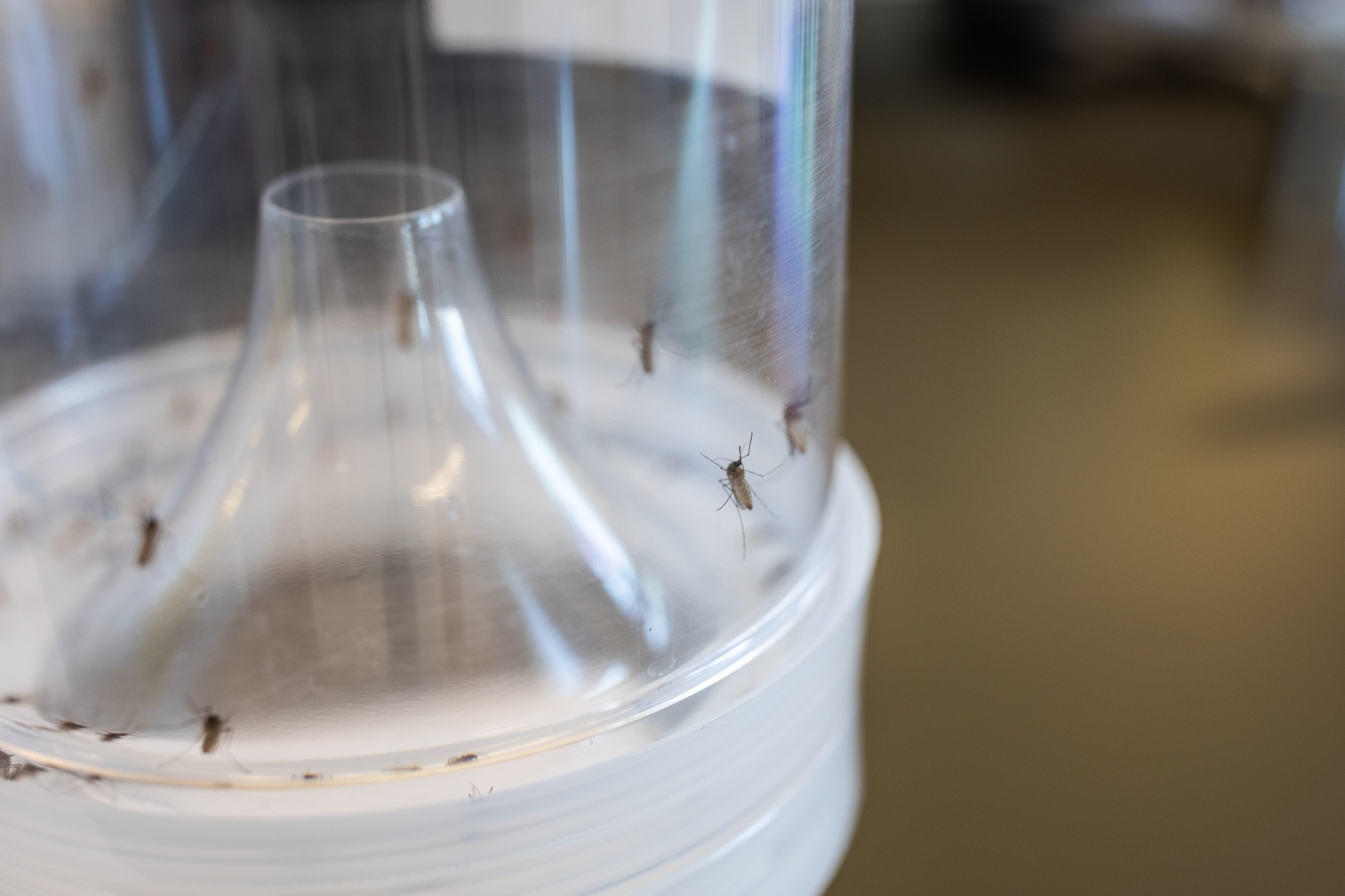 Mosquitoes in a container
