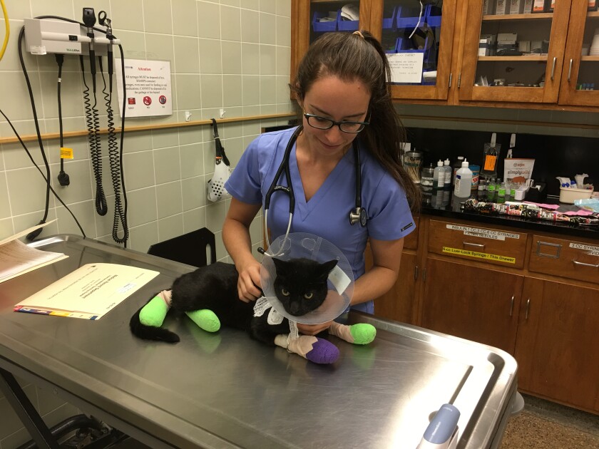 Veterinary student Valerie Fates cares for a cat that was hospitalized at the UC Davis Veterinary Medical Teaching Hospital during the 2017 Tubbs fire.
