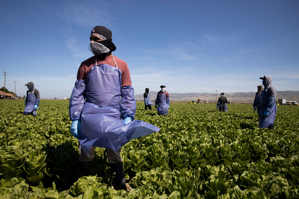 Farm laborers from Fresh Harvest working with an H-2A visa maintain a safe distance as a machine is moved on April 27, 2020 in Greenfield, Calif.