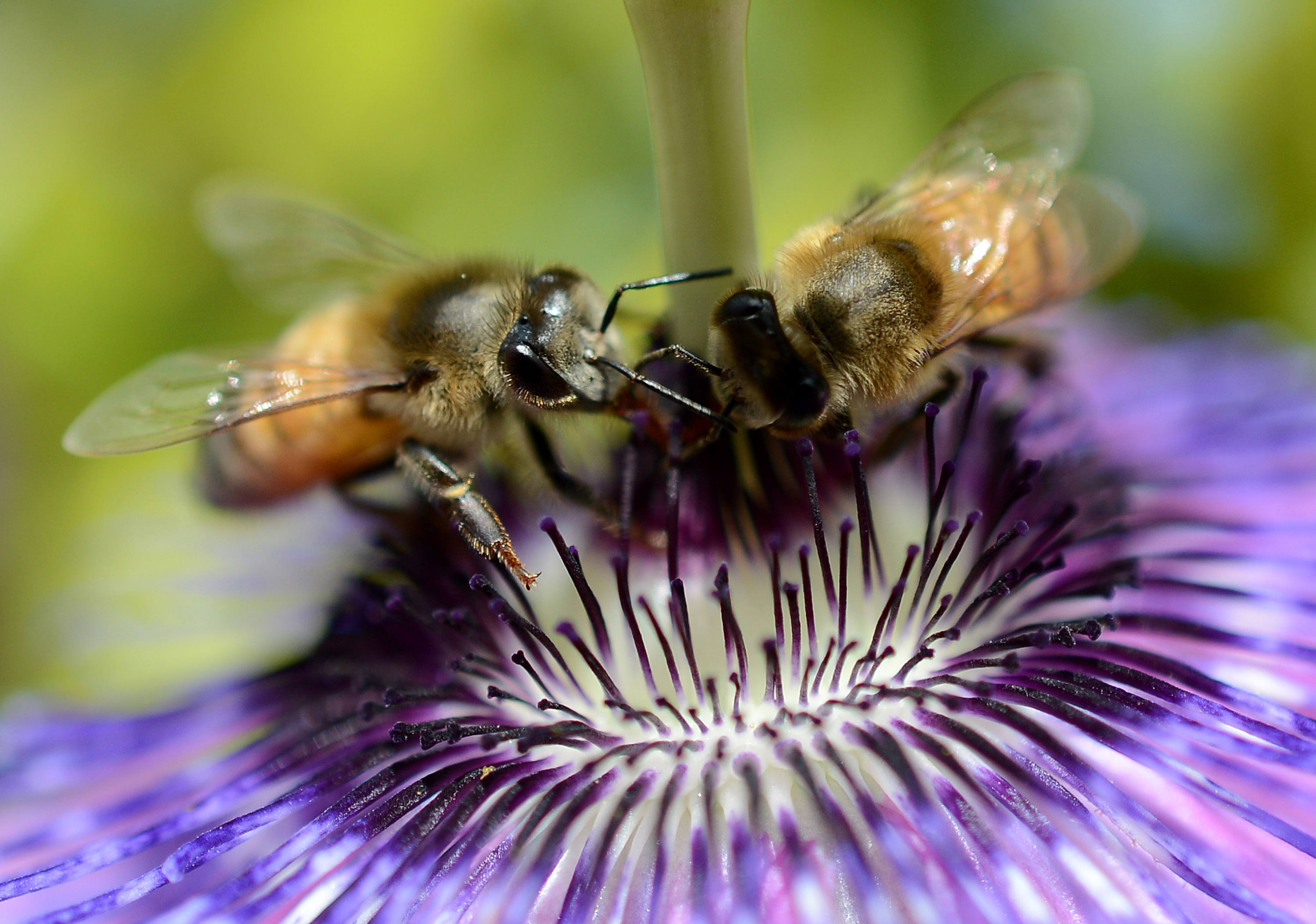 Bees collect nectar from a flower