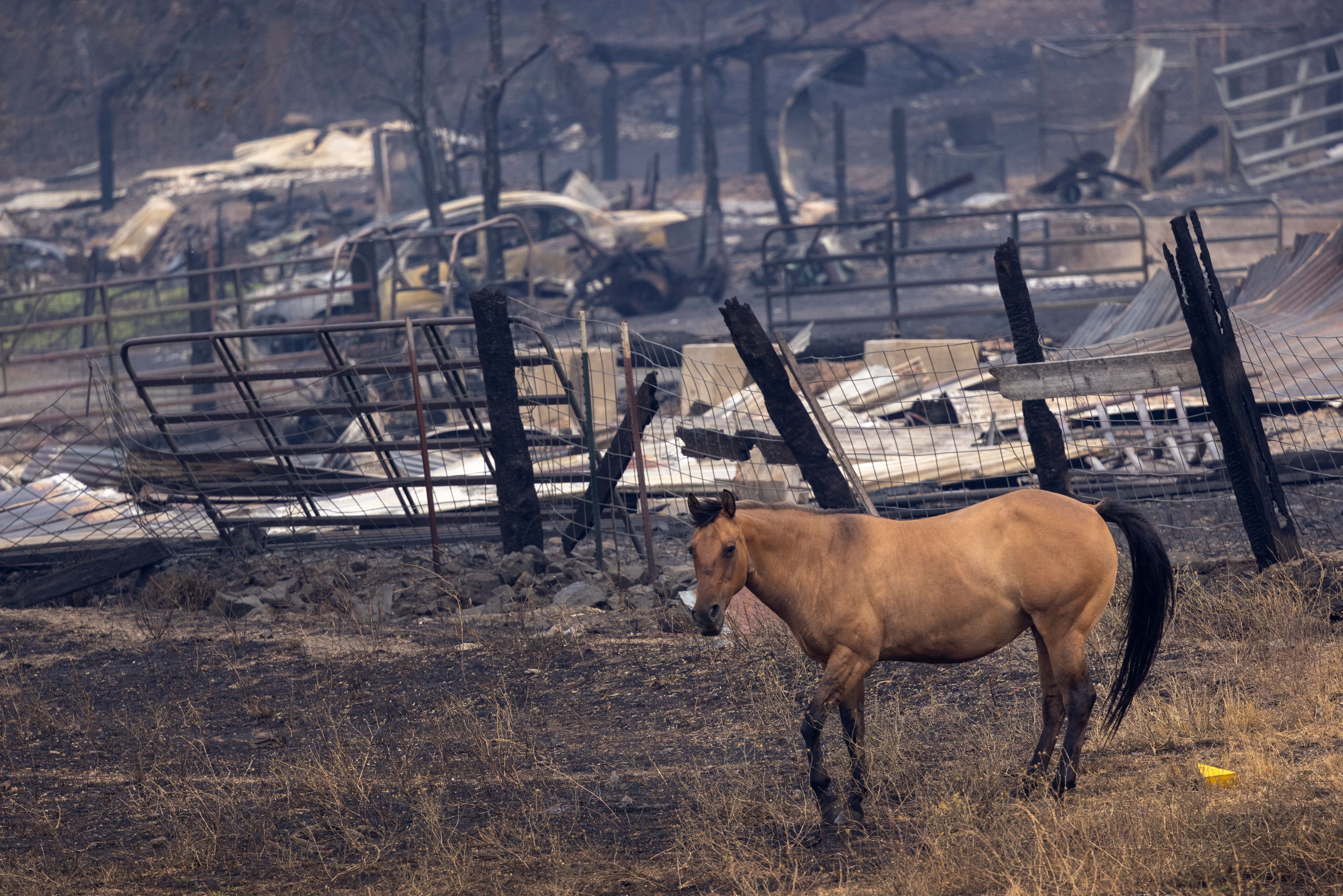 A horse walks near burnt structures destroyed in the McKinney Fire, in the Klamath National Forest near Yreka, California, on August 2, 2022. - At least four people are now known to have died in a wildfire sweeping through California, authorities said on August 2, as they warned the toll from the state's worst blaze this year could rise further. Rain and cooler conditions brought some relief to hundreds of firefighters battling to protect the 8,000-person town of Yreka, but the human cost of the inferno was already mounting. (Photo by DAVID MCNEW / AFP) (Photo by DAVID MCNEW/AFP via Getty Images)