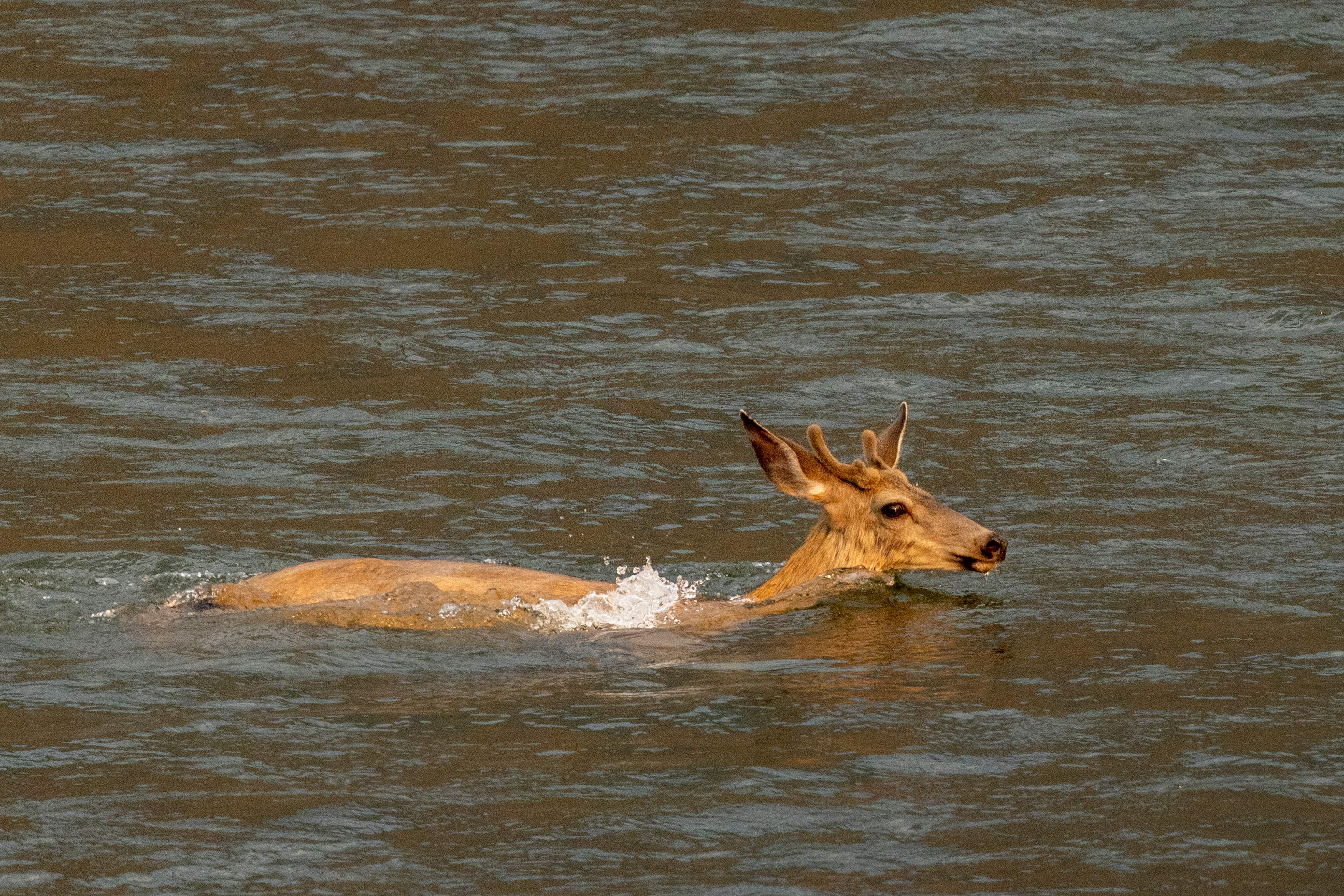 A deer swims across the Klamath River at the McKinney Fire, in the Klamath National Forest near Yreka, California, on August 2, 2022. - At least four people are now known to have died in a wildfire sweeping through California, authorities said on August 2, as they warned the toll from the state's worst blaze this year could rise further. Rain and cooler conditions brought some relief to hundreds of firefighters battling to protect the 8,000-person town of Yreka, but the human cost of the inferno was already mounting. (Photo by DAVID MCNEW / AFP) (Photo by DAVID MCNEW/AFP via Getty Images)