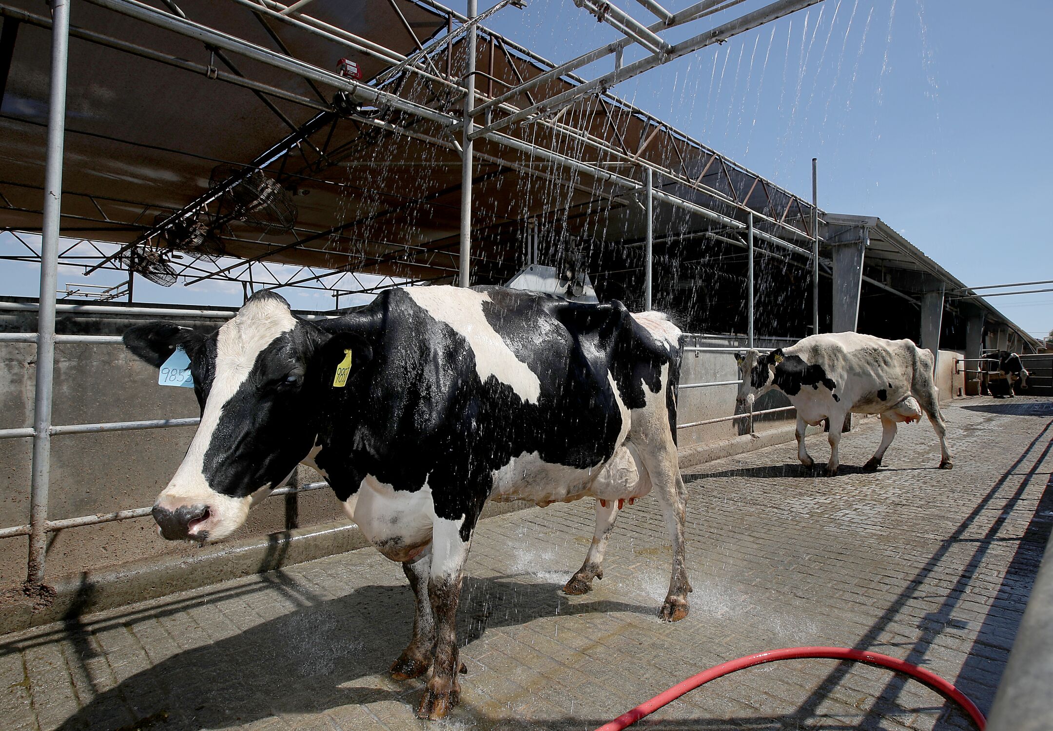 Cows pass through a cooling shower after being milked at Marvo Holsteins dairy farm in Lakeview, Calif.(Luis Sinco/Los Angeles Times)