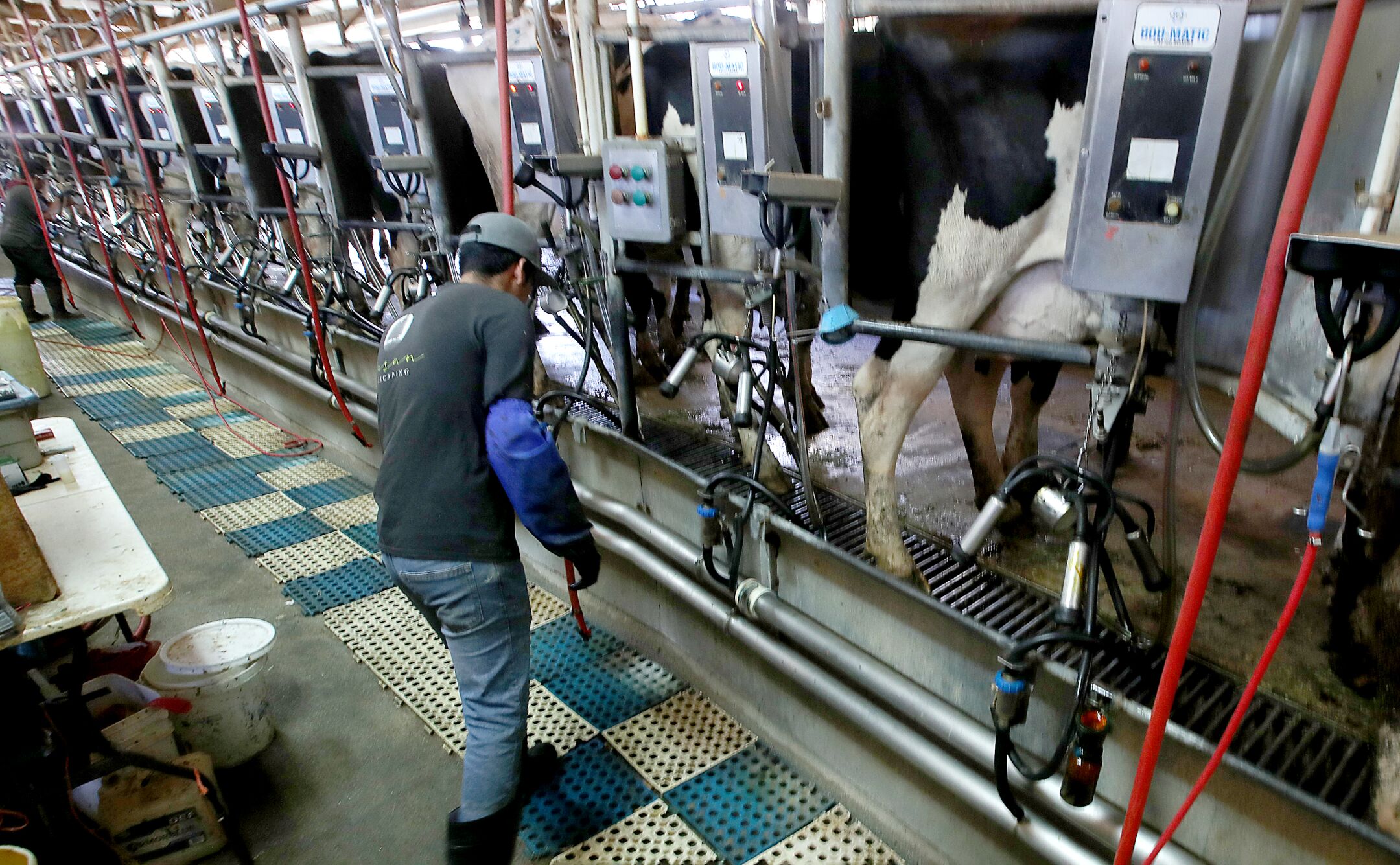 Cows are milked at Marvo Holsteins dairy farm in Lakeview, Calif.