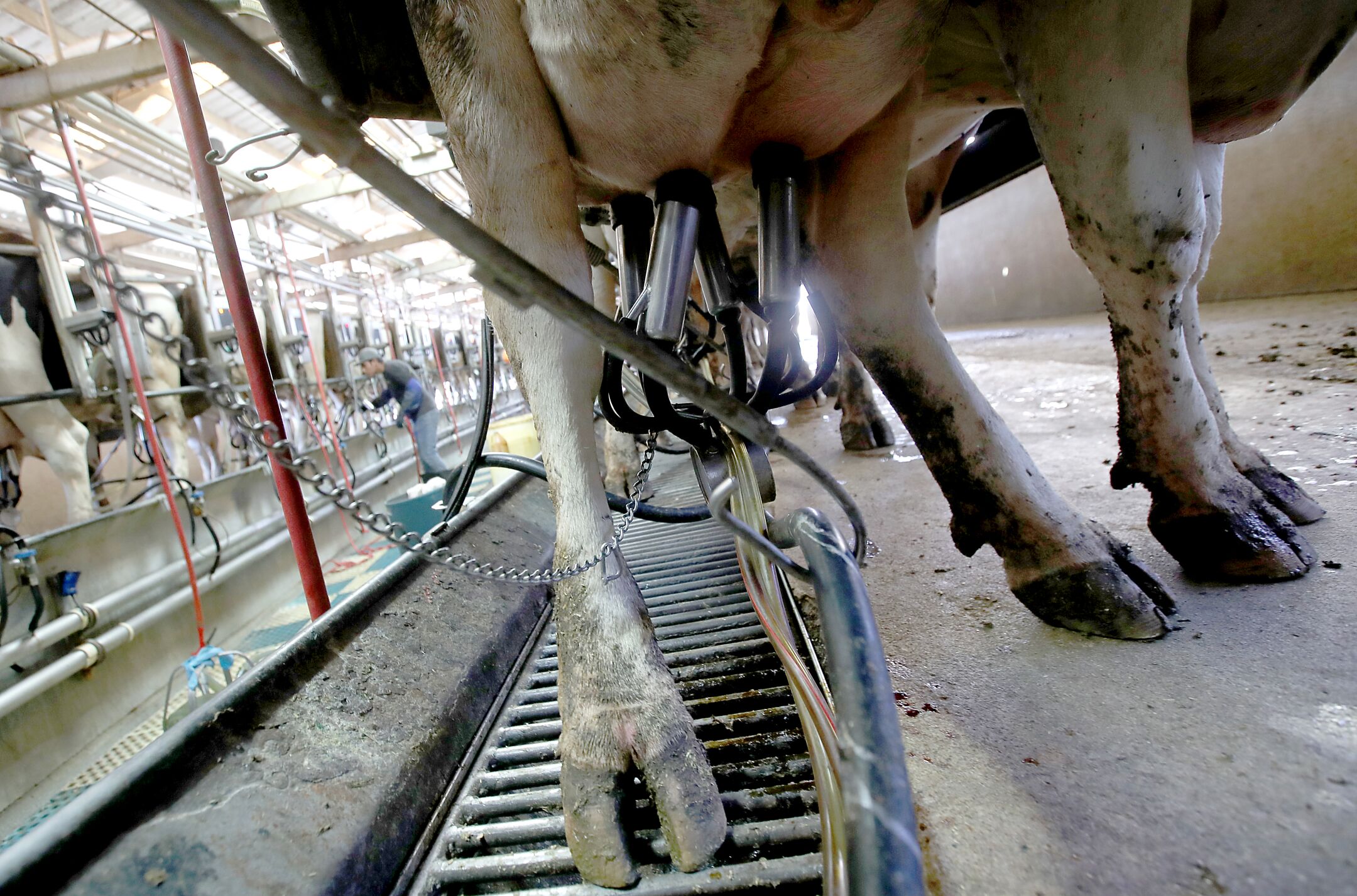Cows are milked at Marvo Holsteins dairy farm in Lakeview, Calif.(Luis Sinco/Los Angeles Times)