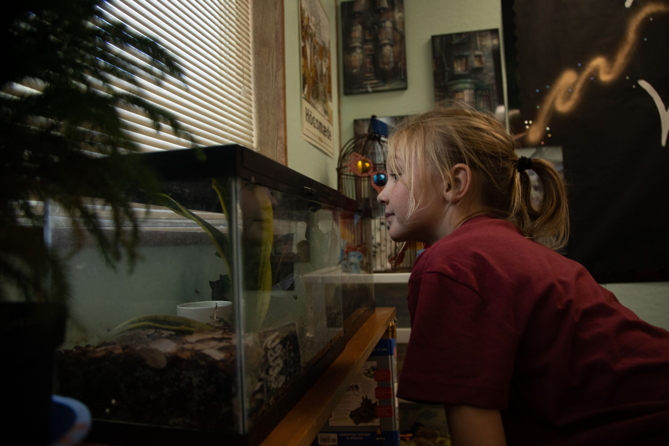 Kneeland Elementary fourth-grader Ora Sizemore looks for the class bullfrog in an aquarium after feeding it as part of students' end-of-day chores.