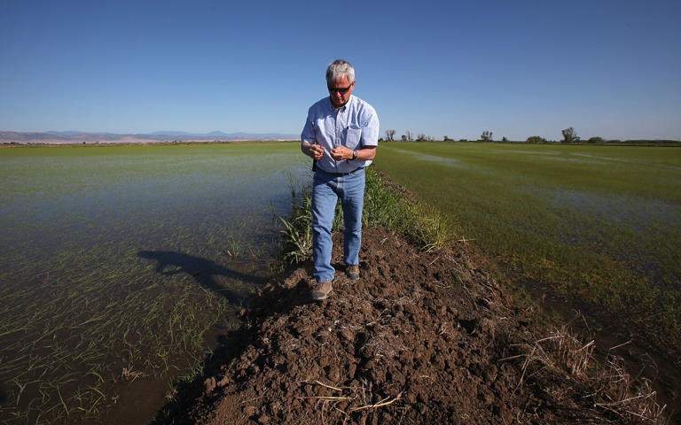 Rice grower Don Bransford stands in an irrigated field near the city of Williams in the Sacramento Valley, in this 2013 photo.
