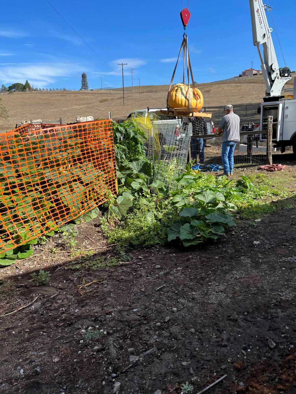 The 411-pound pumpkin is hoisted by crane from Cathy Henning's Petaluma farm for its trip to the Mendocino County Fair and Apple Show.