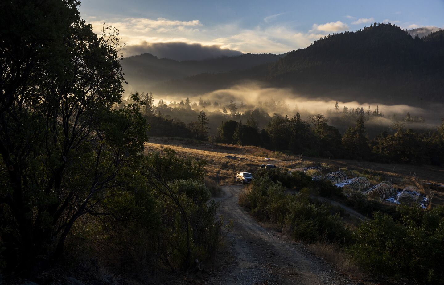 The rising sun sets low clouds aglow over the Sunnabis, a licensed cannabis farm near Garberville, Calif.