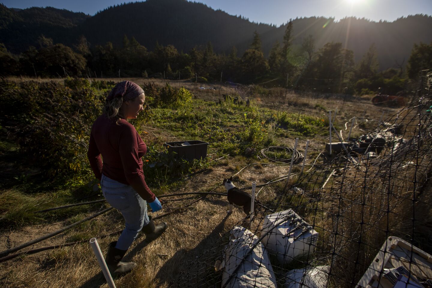 Sunnabis cannabis farm founder Wendy Kornberg works to get the harvest in before incoming rainstorms in late October.