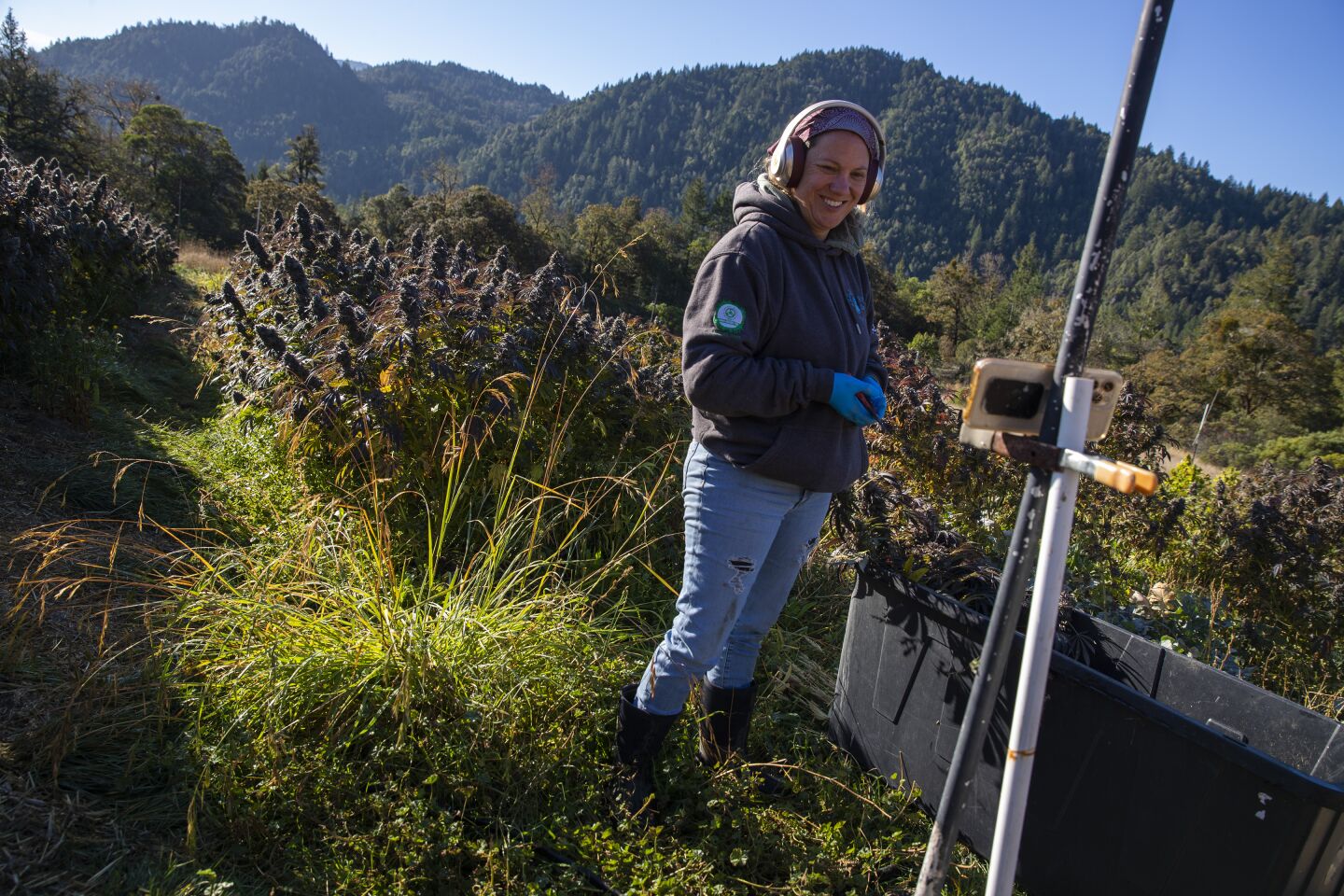 Wendy Kornberg harvests cannabis as she participates in a virtual discussion about cannabis farming.