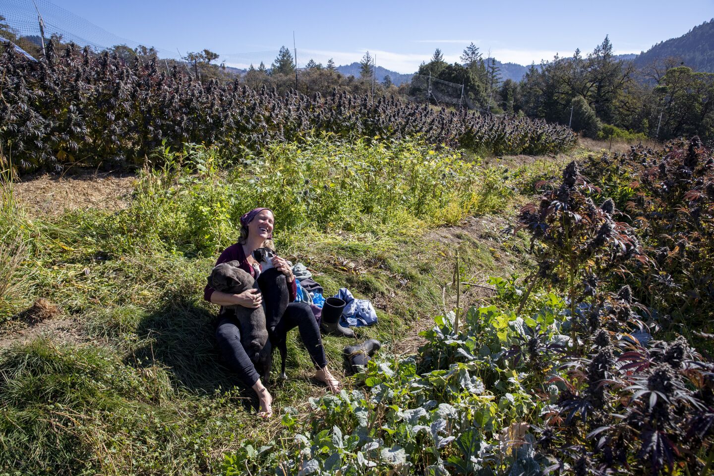 Wendy Kornberg takes a break from harvesting cannabis to enjoy time with her dogs, Alice and Peanut, on her cannabis farm.