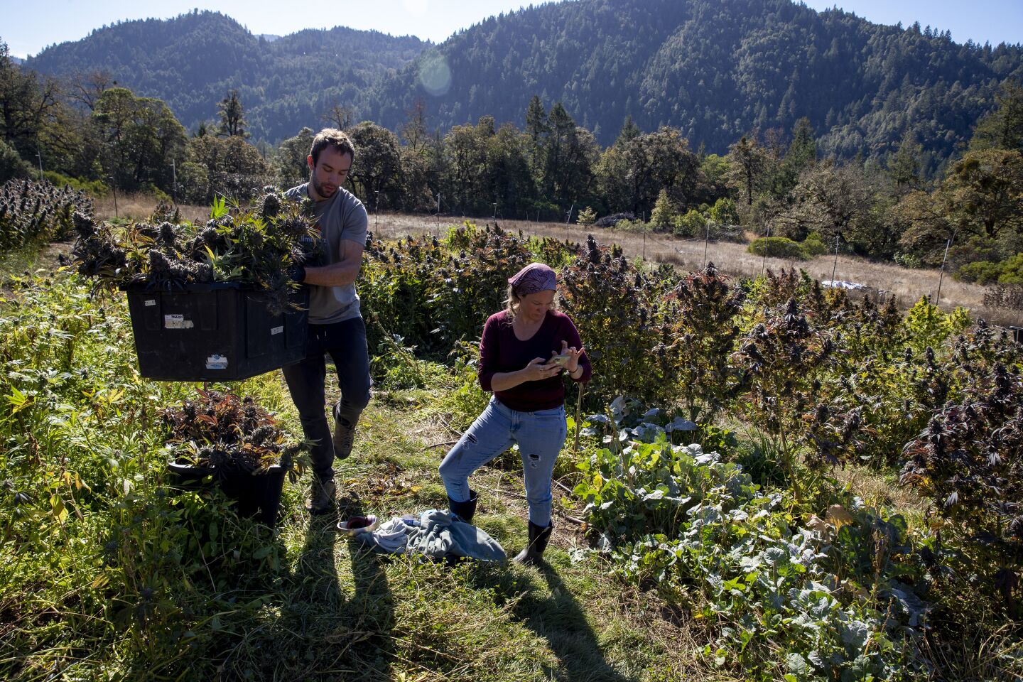 Alex Scherma, left, carries freshly cut cannabis flowers for friend Wendy Kornberg as she checks emails at her legal cannabis farm near Garberville, Calif.