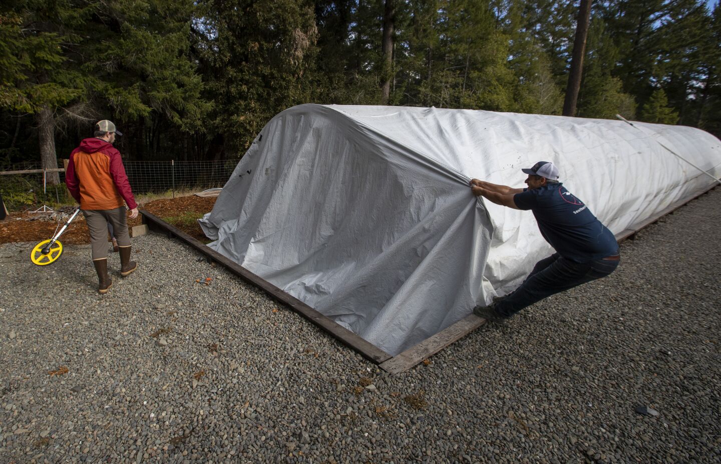 Johnny Casali, right, pulls back a tarp on one of his Huckleberry Hill Farms growing areas to help facilitate inspection by Eric LeBlanc during a visit to Casali's cannabis farm outside Garberville, Calif.