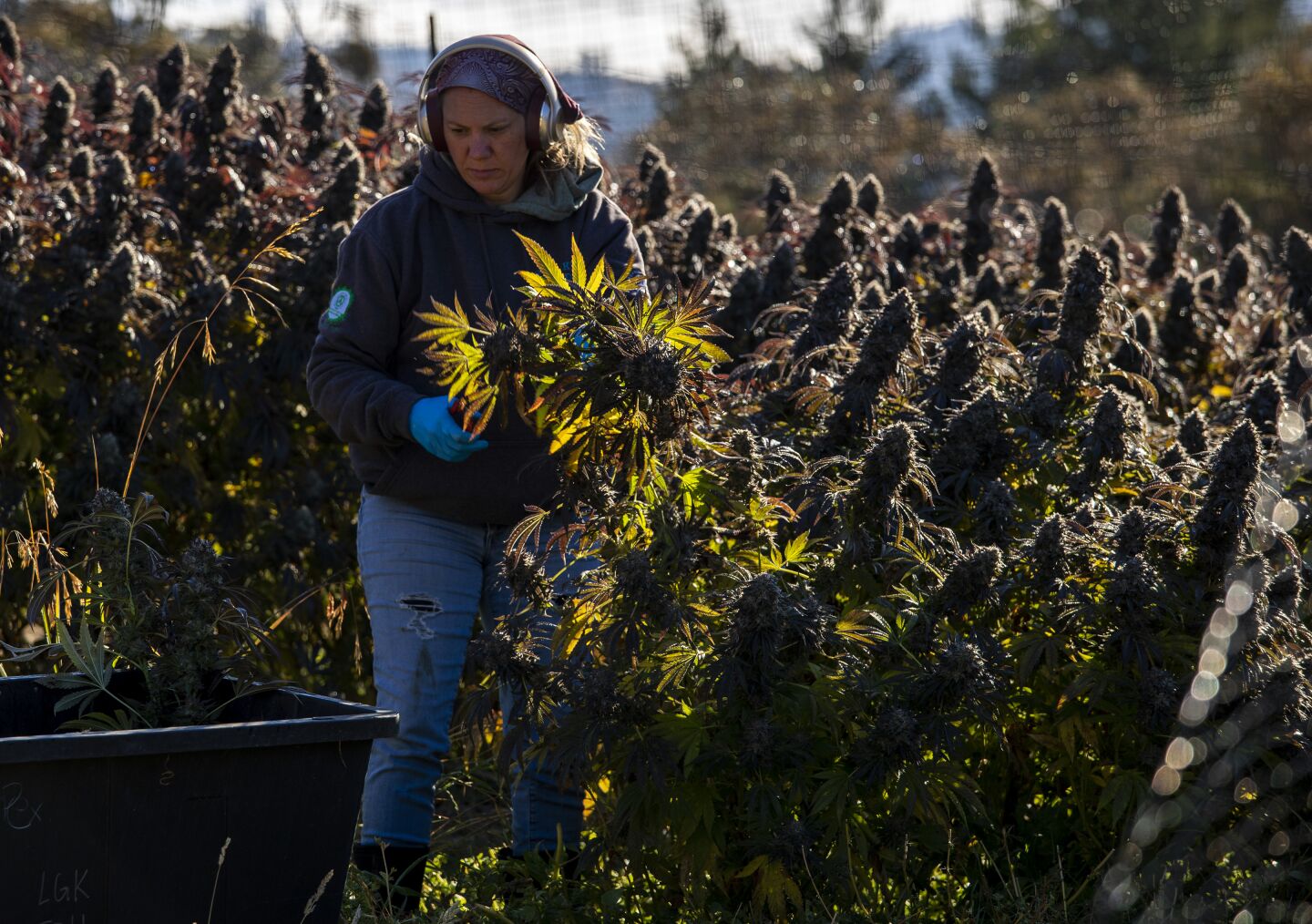 Sunnabis founder Wendy Kornberg harvests cannabis at her farm near Garberville, Calif., in late October.