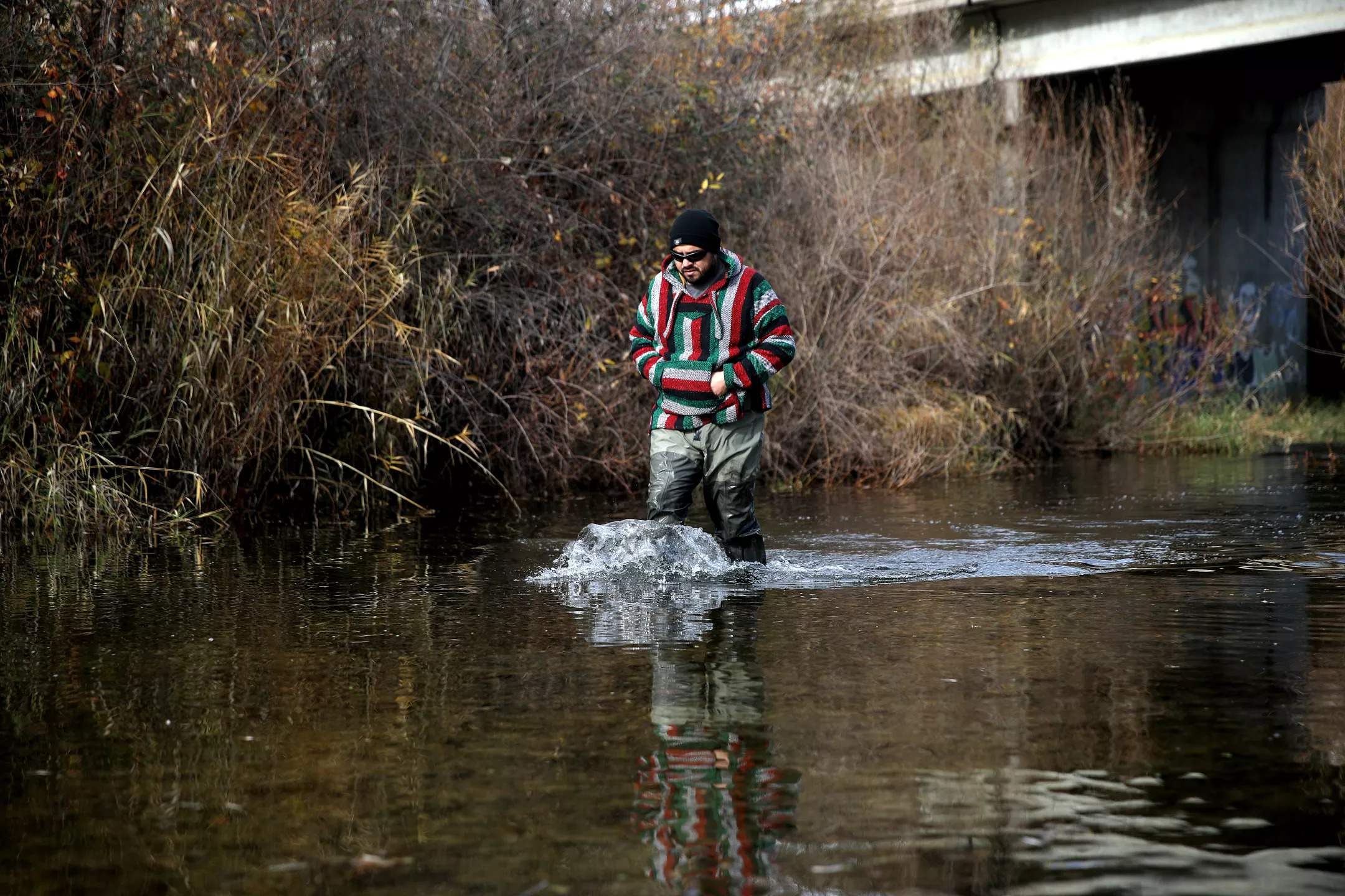 Luis Santana, fisheries biologist for the Robinson Rancheria Band of Pomo Indians, wades in water looking for hitch in Middle Creek.
