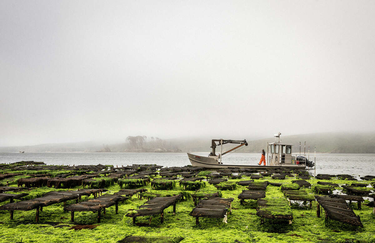 Hog Island Oyster Co.'s oyster farm in Tomales Bay has been closed for weeks due to the parade of Bay Area storms.