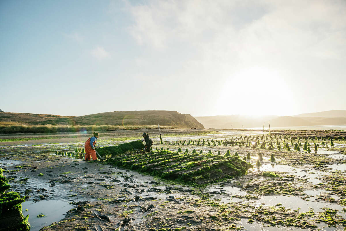 Extended periods of rainfall also pose the risk of increased oyster mortality for farms like Hog Island Oyster Co.