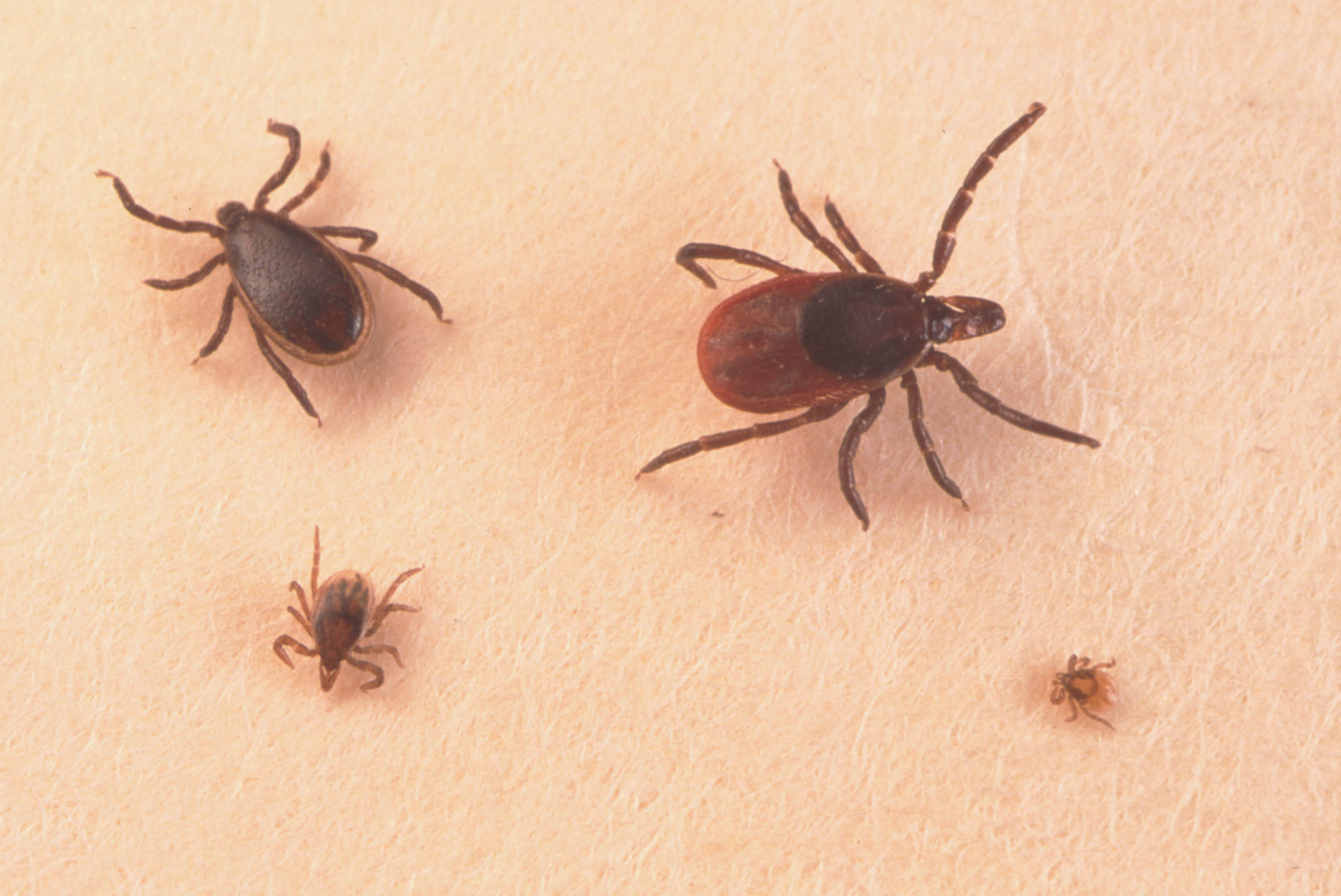 An adult female tick, adult male tick, nymph and larva tick are shown June 15, 2001.