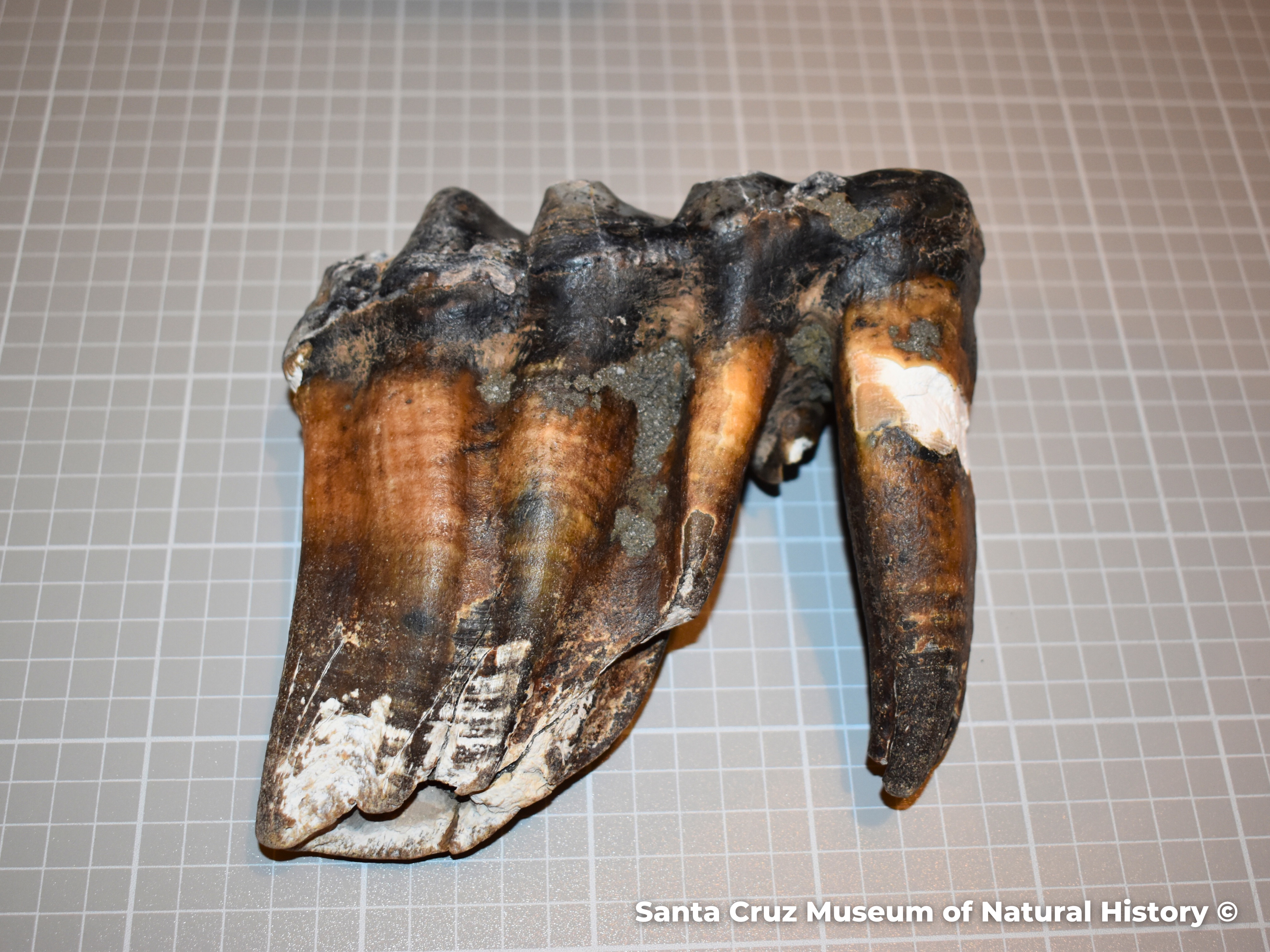 A fossilized mastodon molar found near the mouth of Aptos Creek this week. The tooth is estimated to be less than 1 million years old. 